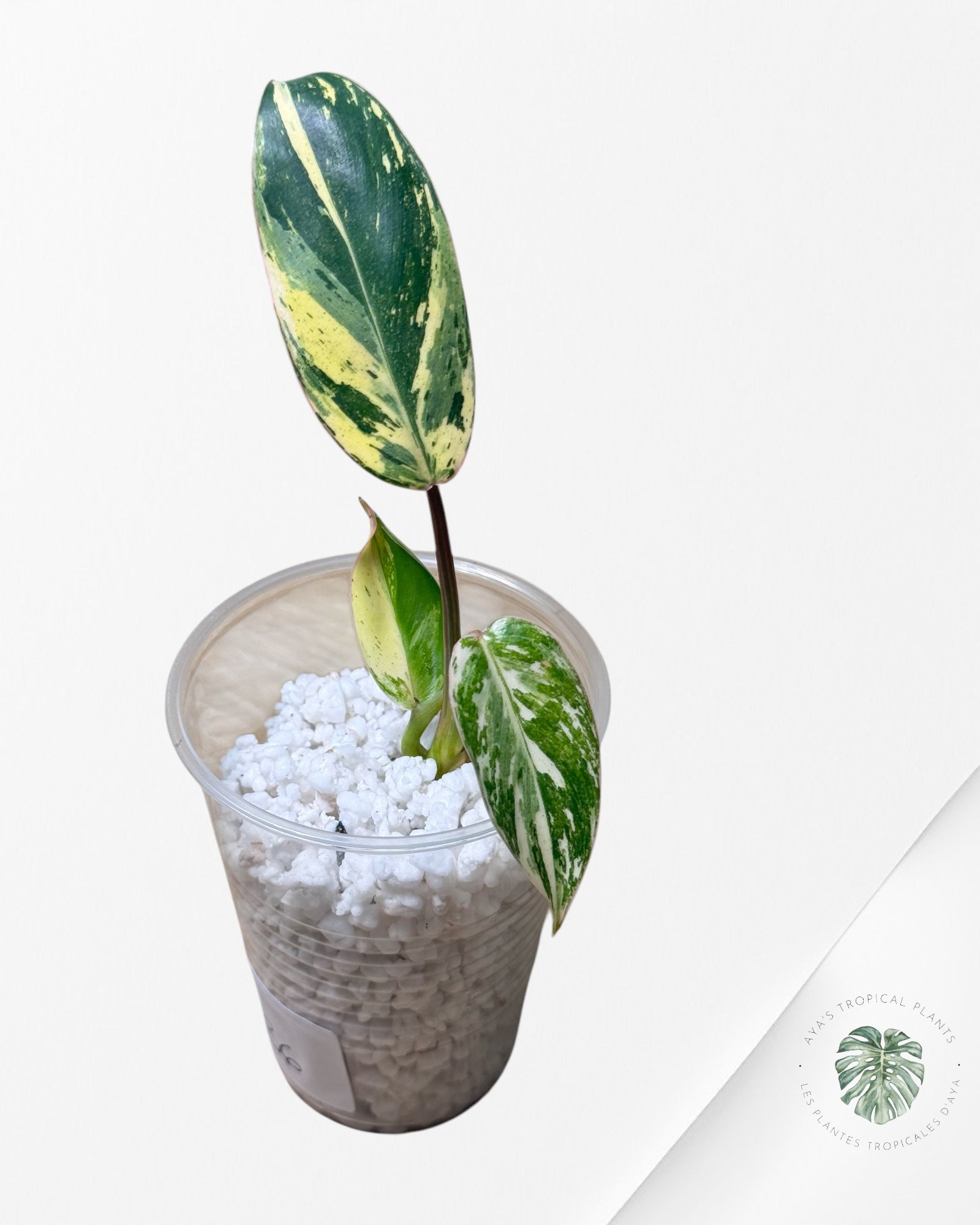 Philodendron Emerald Ice Aurea - N