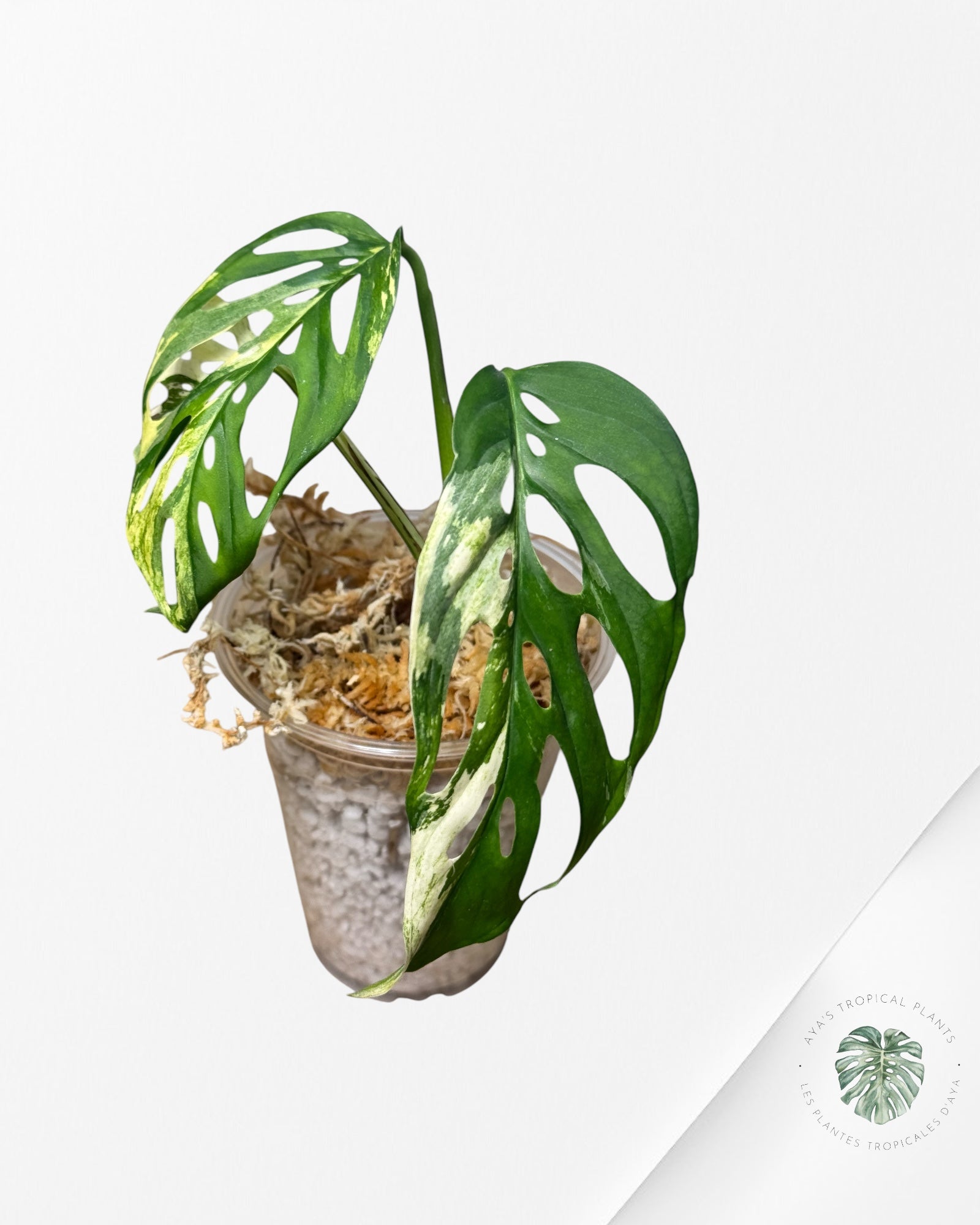 Monstera acuminata Albo-0308