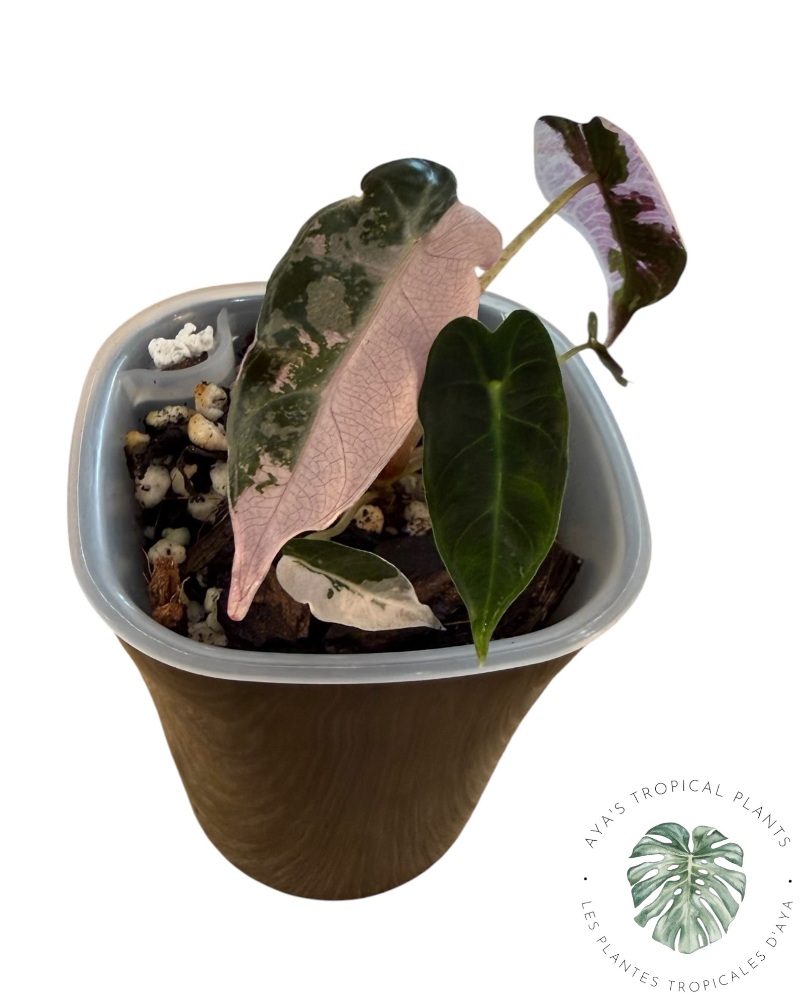 Alocasia Bambino Pink Variegated