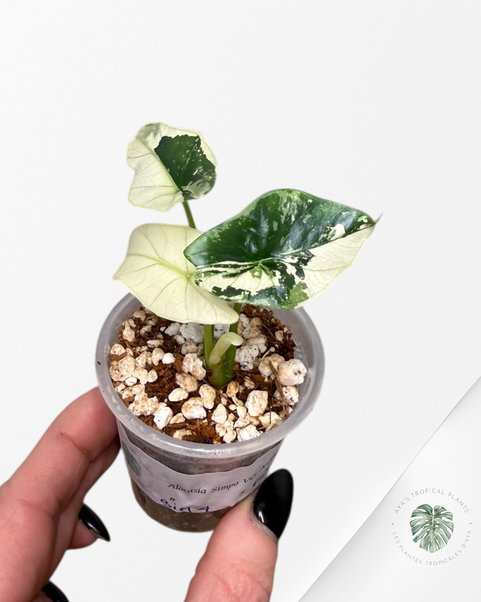 Alocasia Simpo Albo Variegated