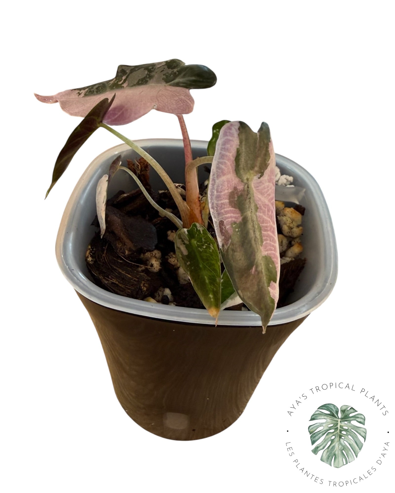 Alocasia Bambino Pink Variegated