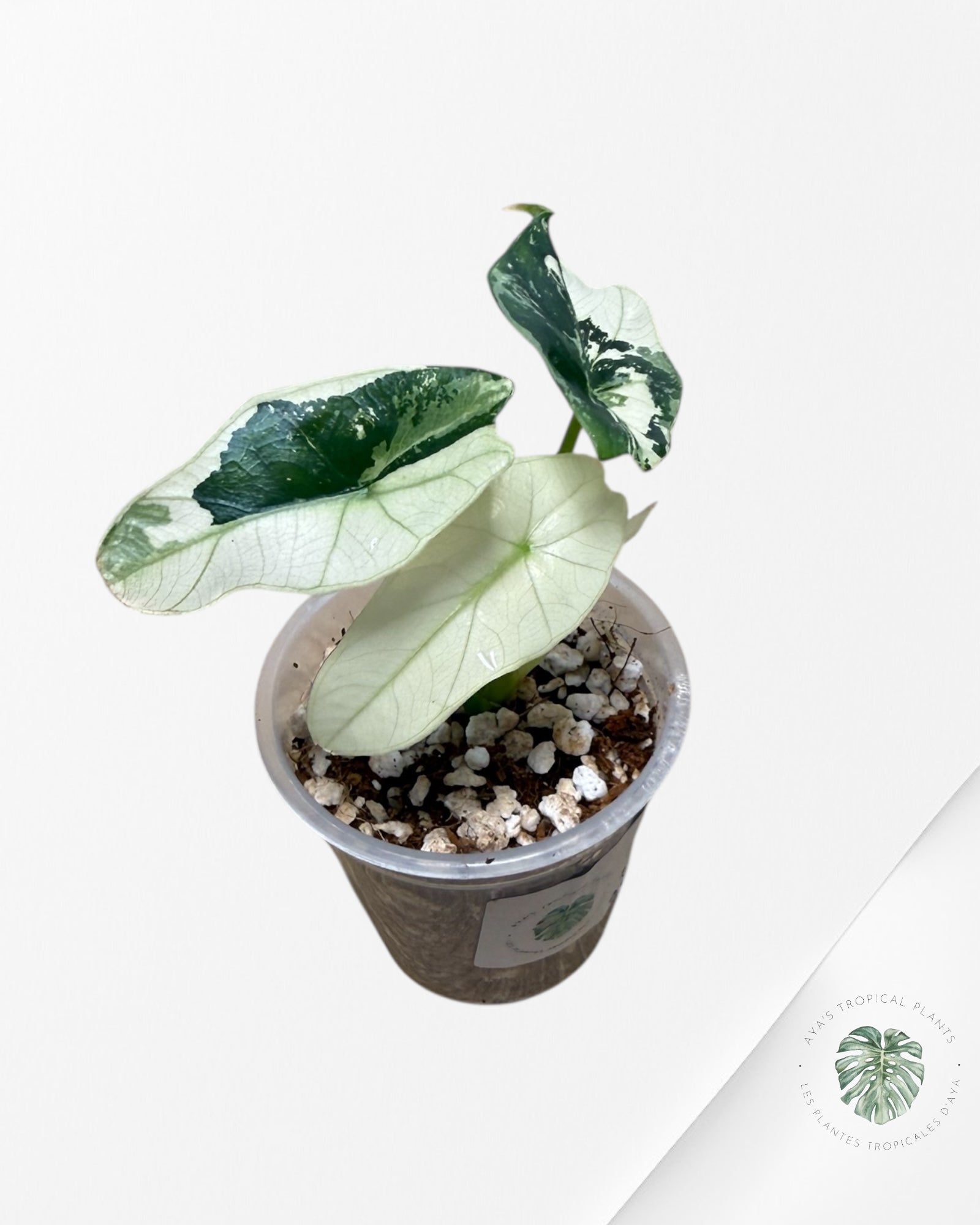 Alocasia Simpo Albo Variegated