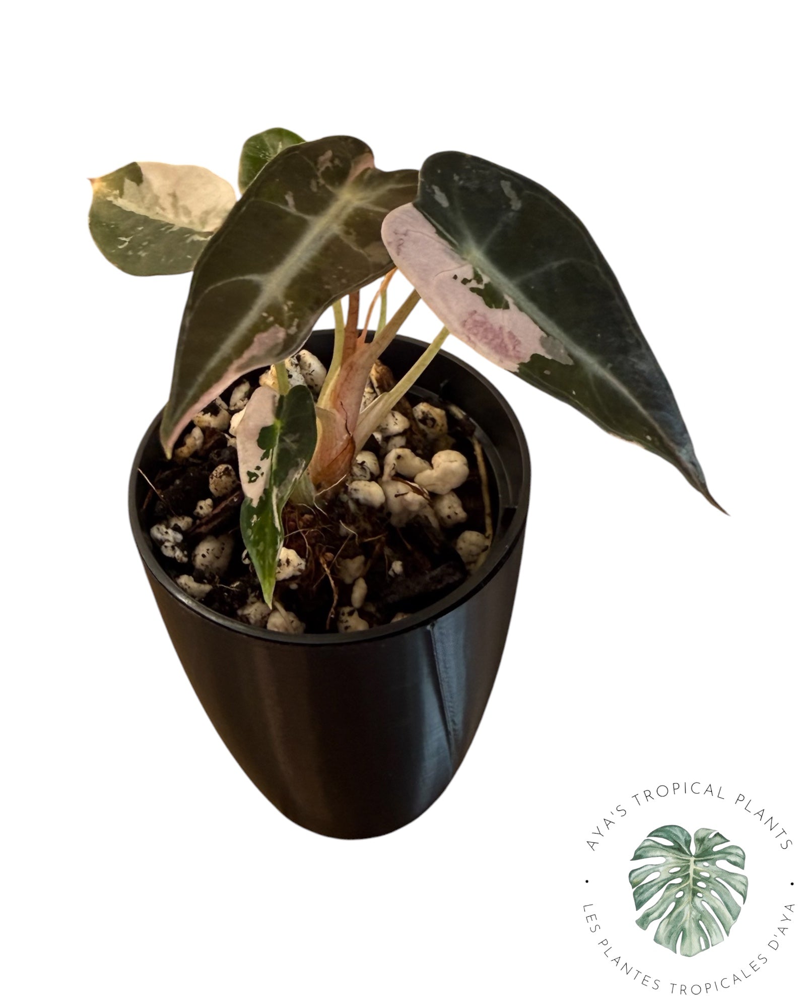 Alocasia Bambino Pink Variegated