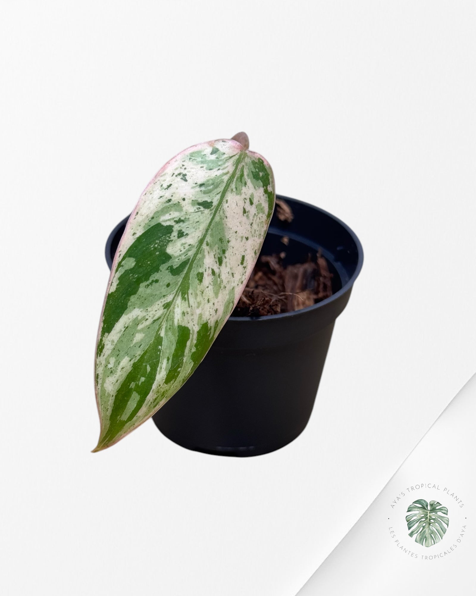 Philodendron Emerald Ice Aurea - M