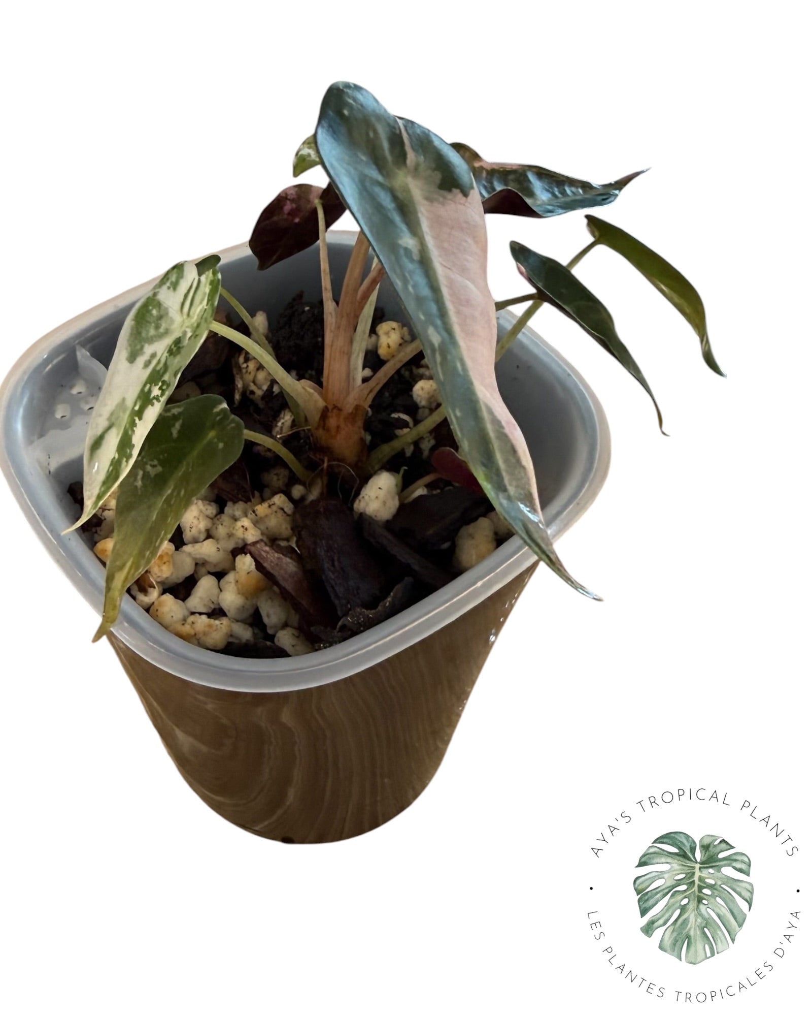 Alocasia Bambino Pink Variegated