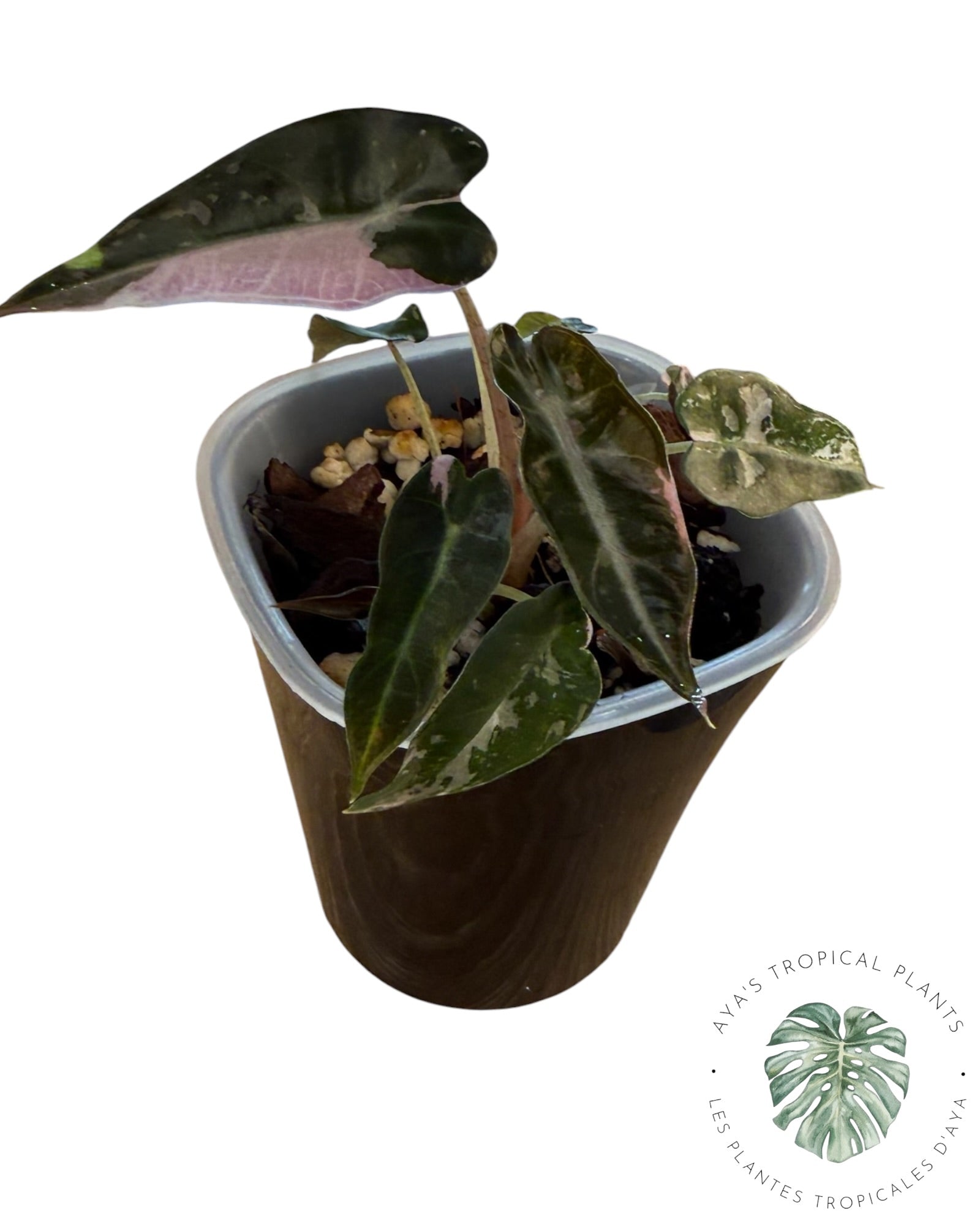 Alocasia Bambino Pink Variegated