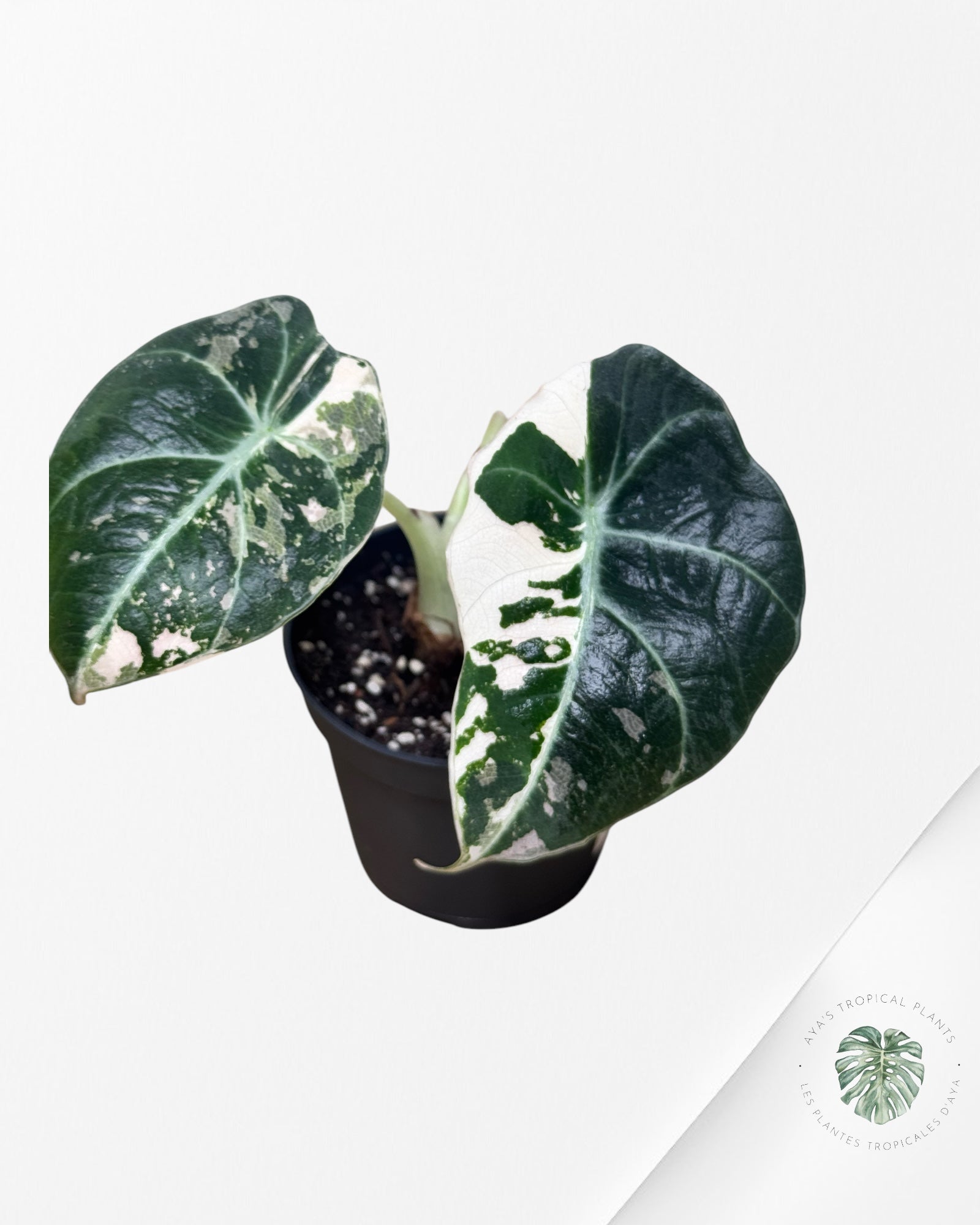 Alocasia Black Velvet Pink - P6