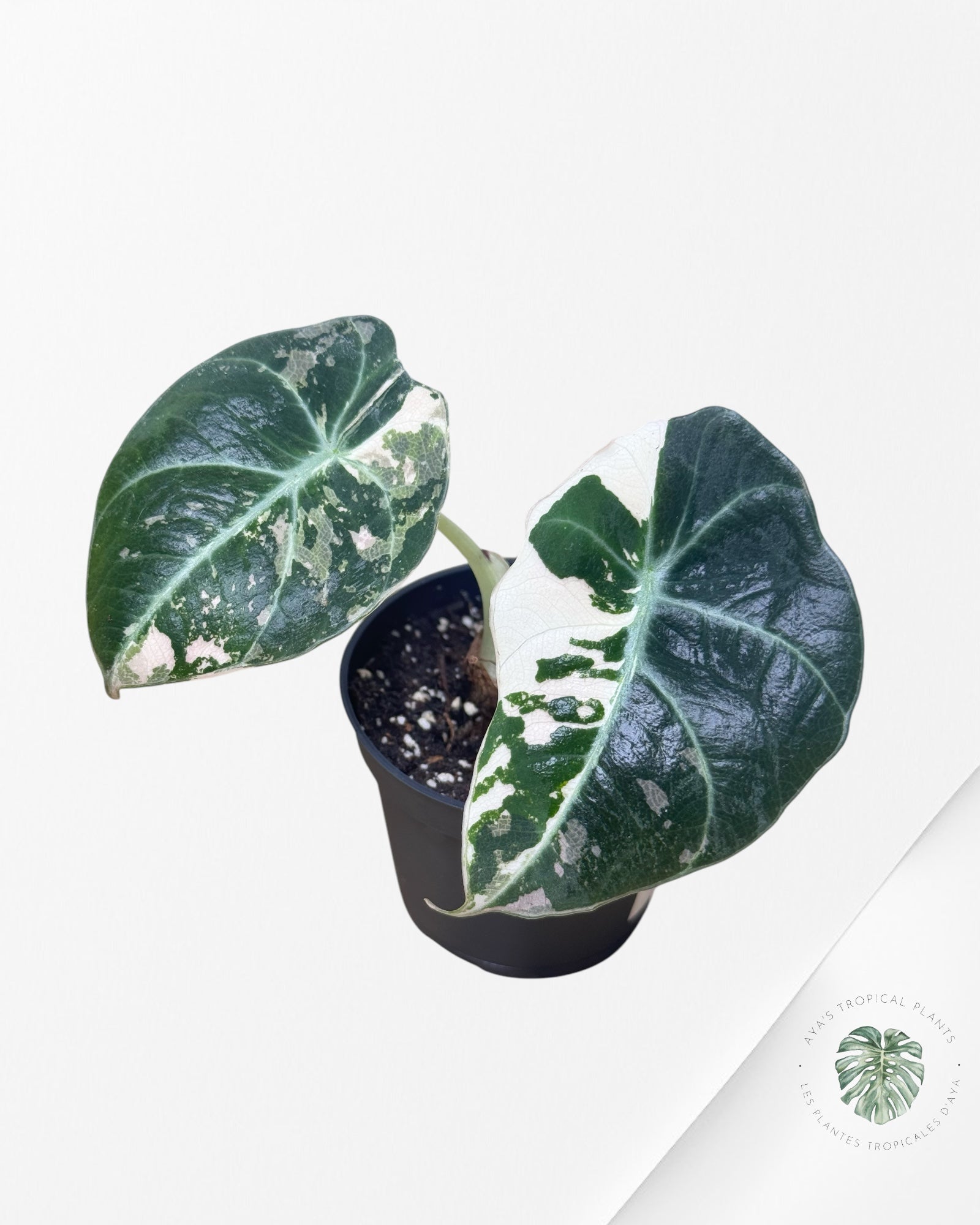 Alocasia Black Velvet Pink - P6