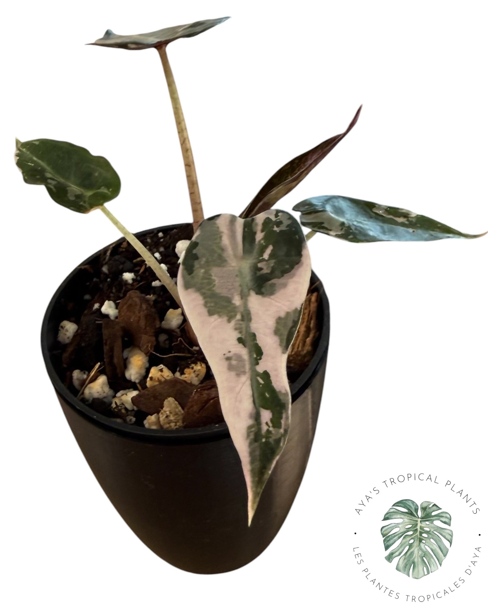 Alocasia Bambino Pink Variegated