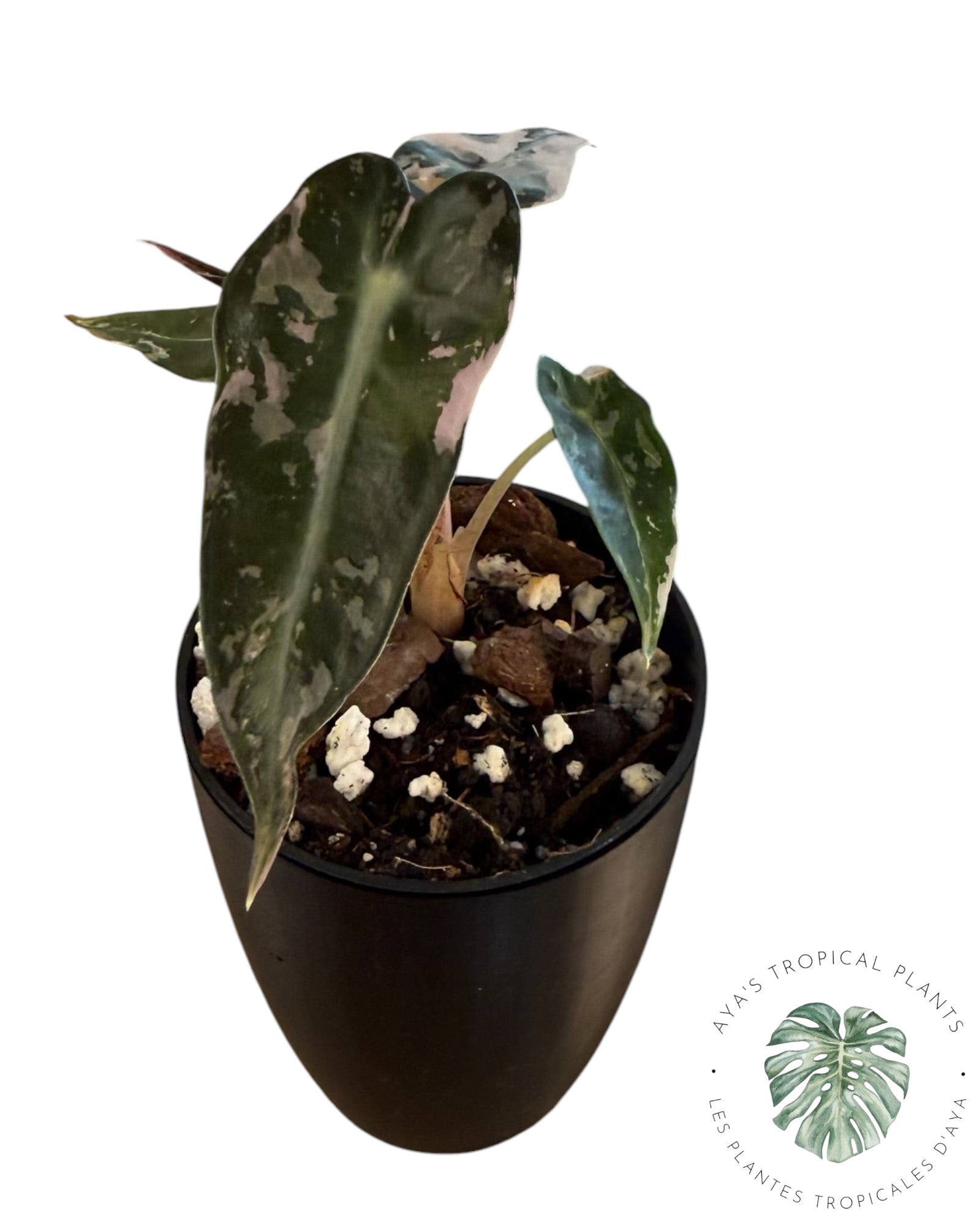 Alocasia Bambino Pink Variegated