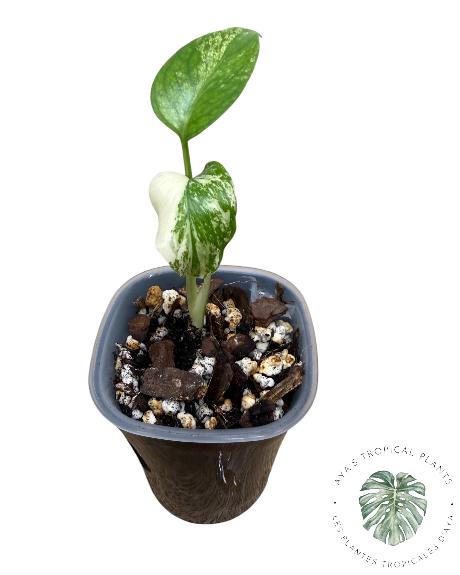 Monstera ‘White Mint’