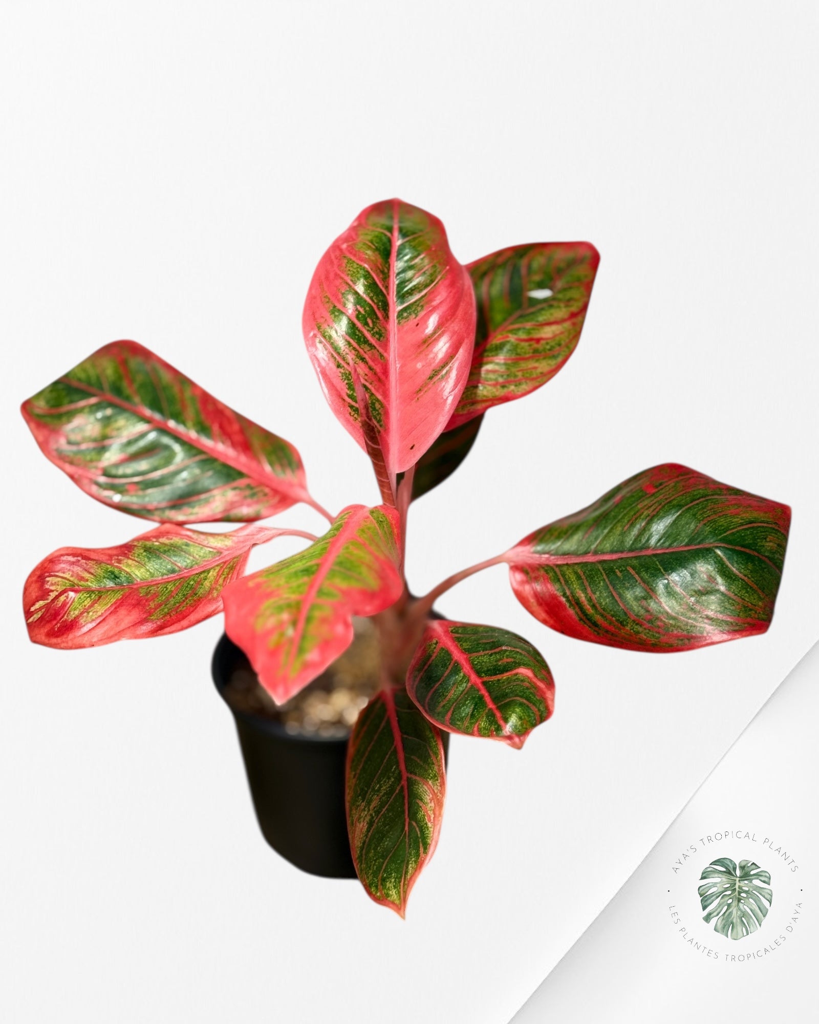 Aglaonema Khanza