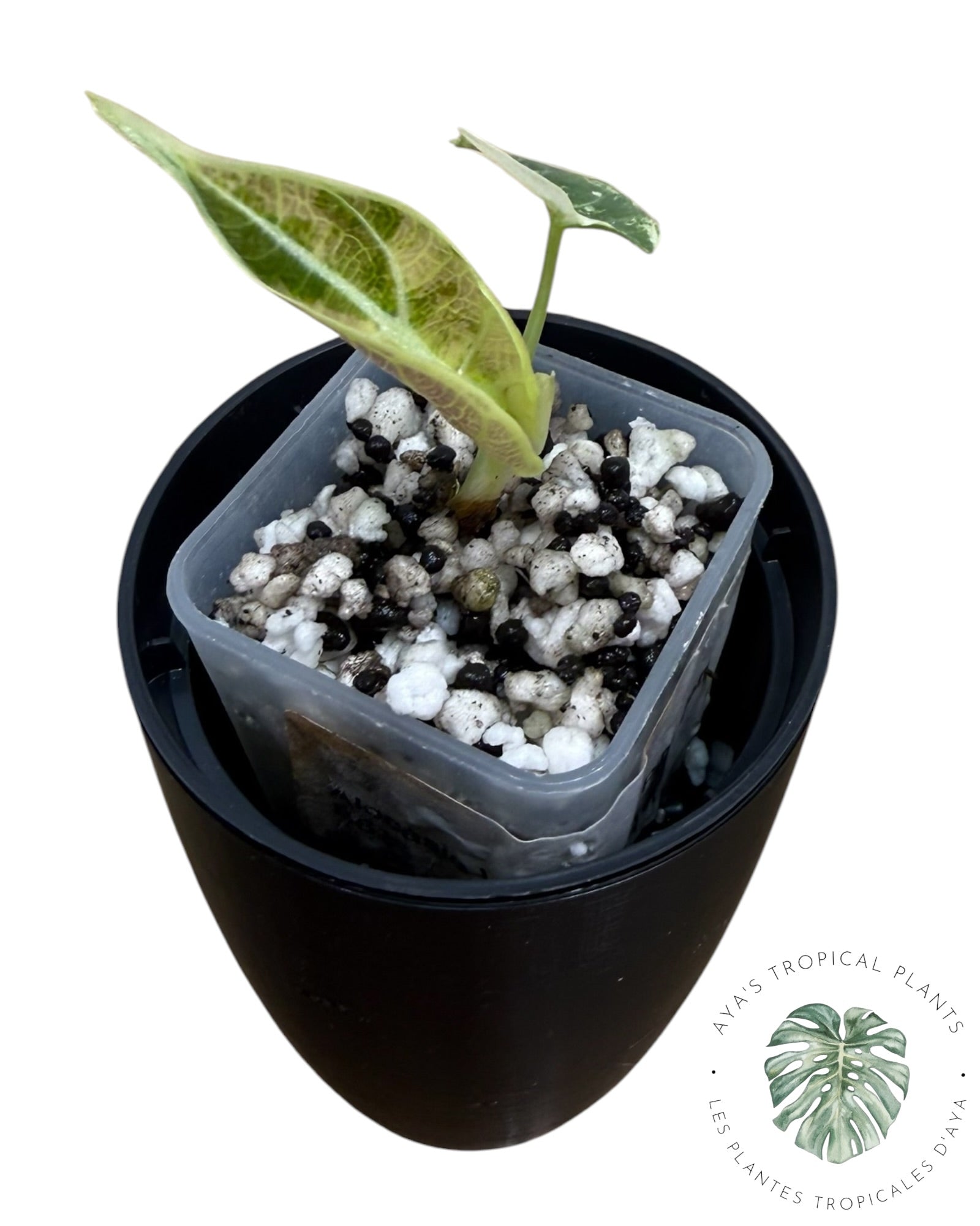 Alocasia Watsoniana Doff. Pink Variegated