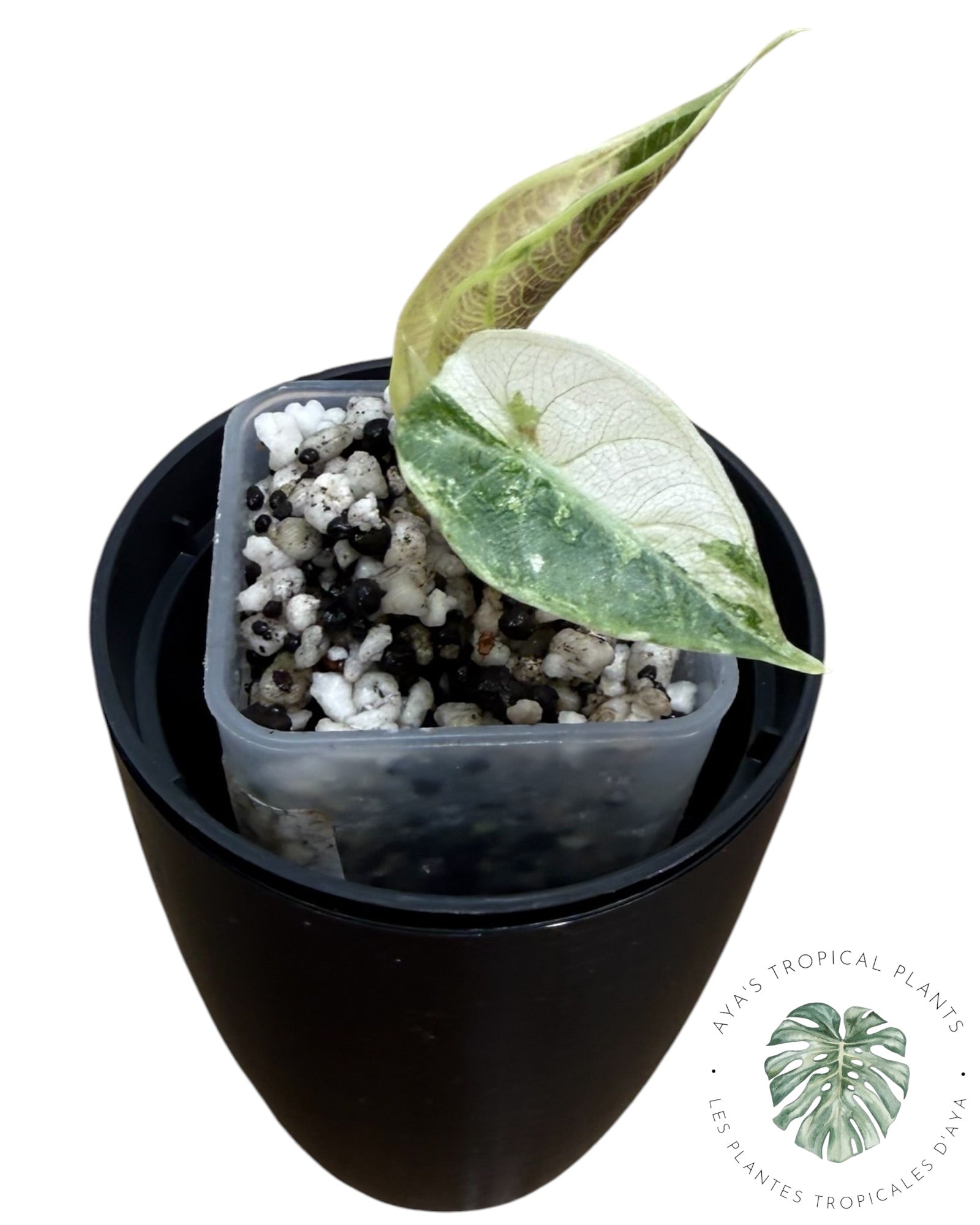 Alocasia Watsoniana Doff. Pink Variegated