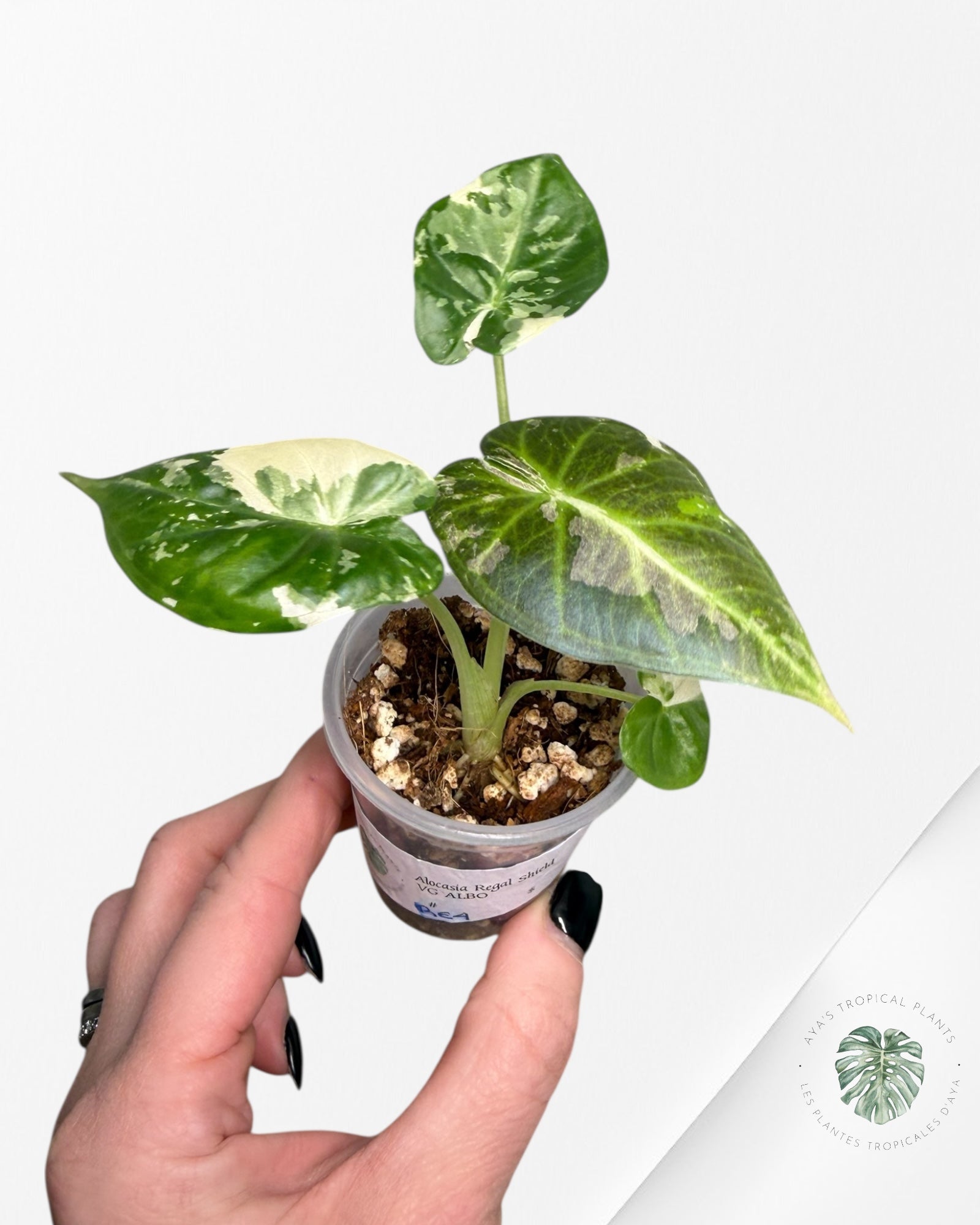 Alocasia Regal Shield Albo Variegated