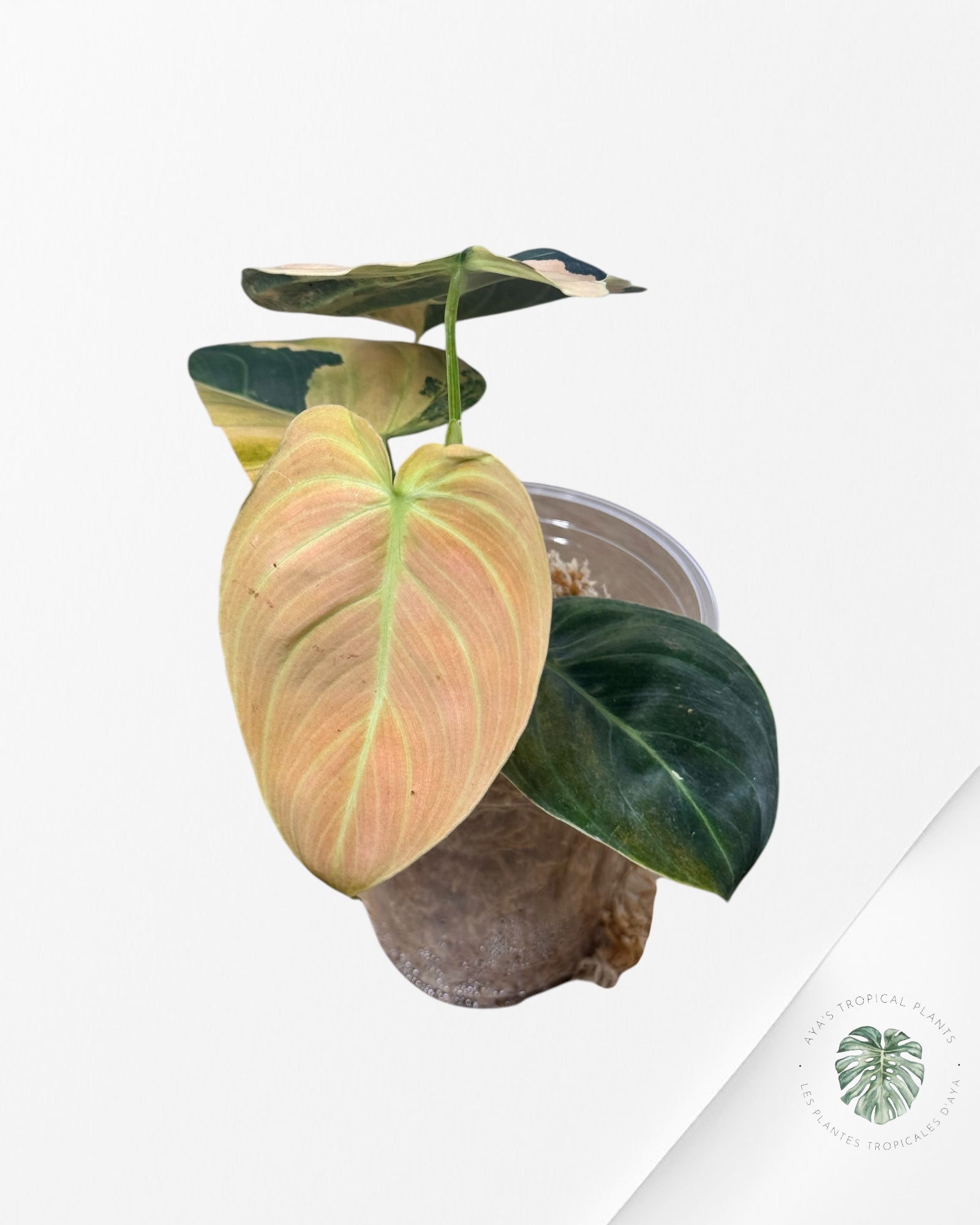 Philodendron Melanochrysum Orange (Feu de joie)
