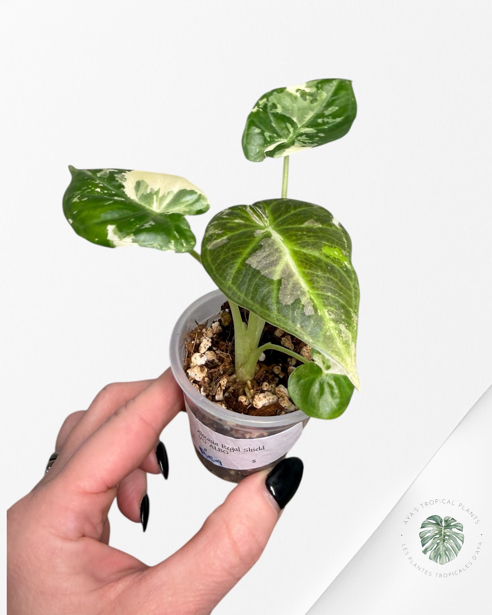 Alocasia Regal Shield Albo Variegated