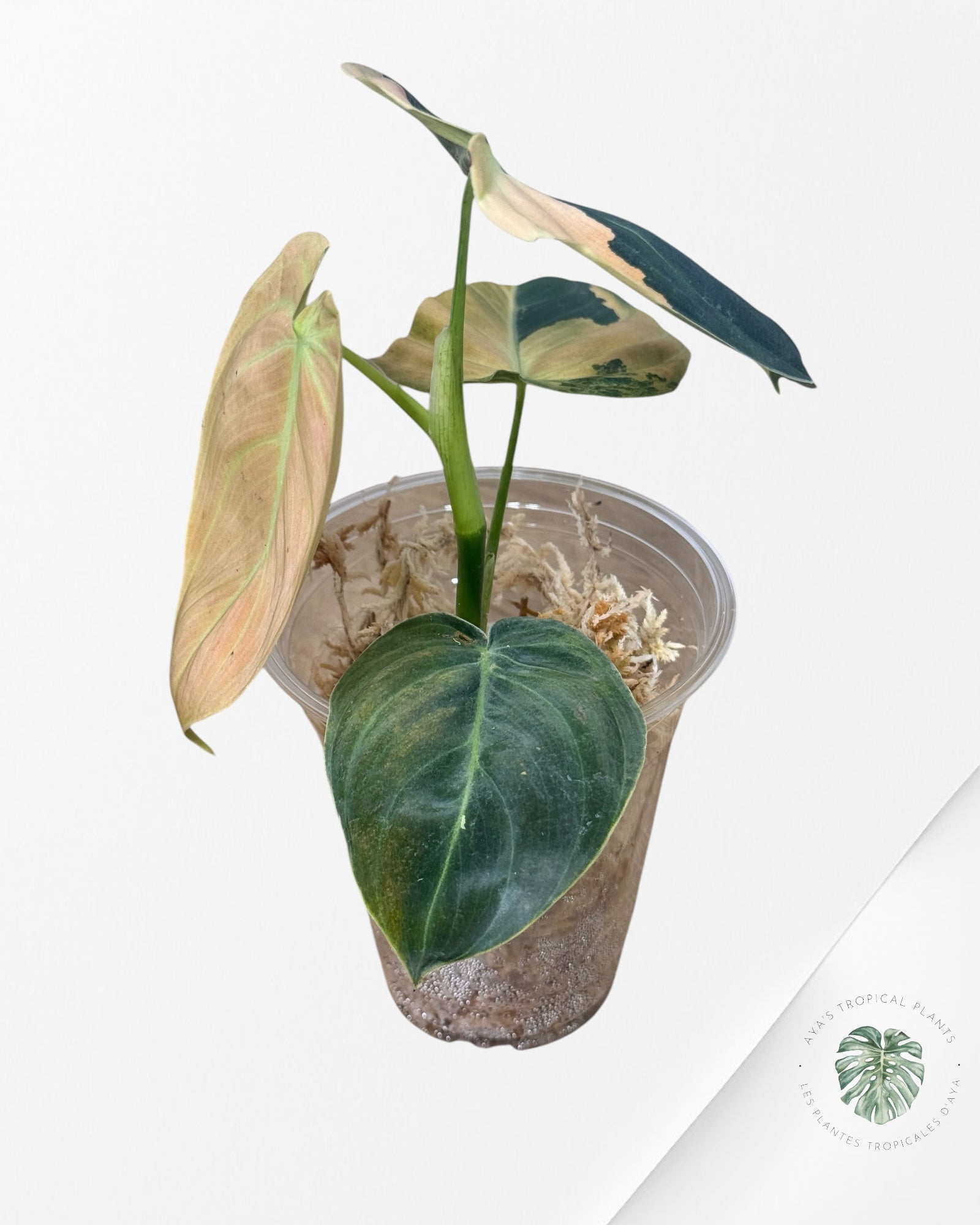 Philodendron Melanochrysum Orange (Feu de joie)