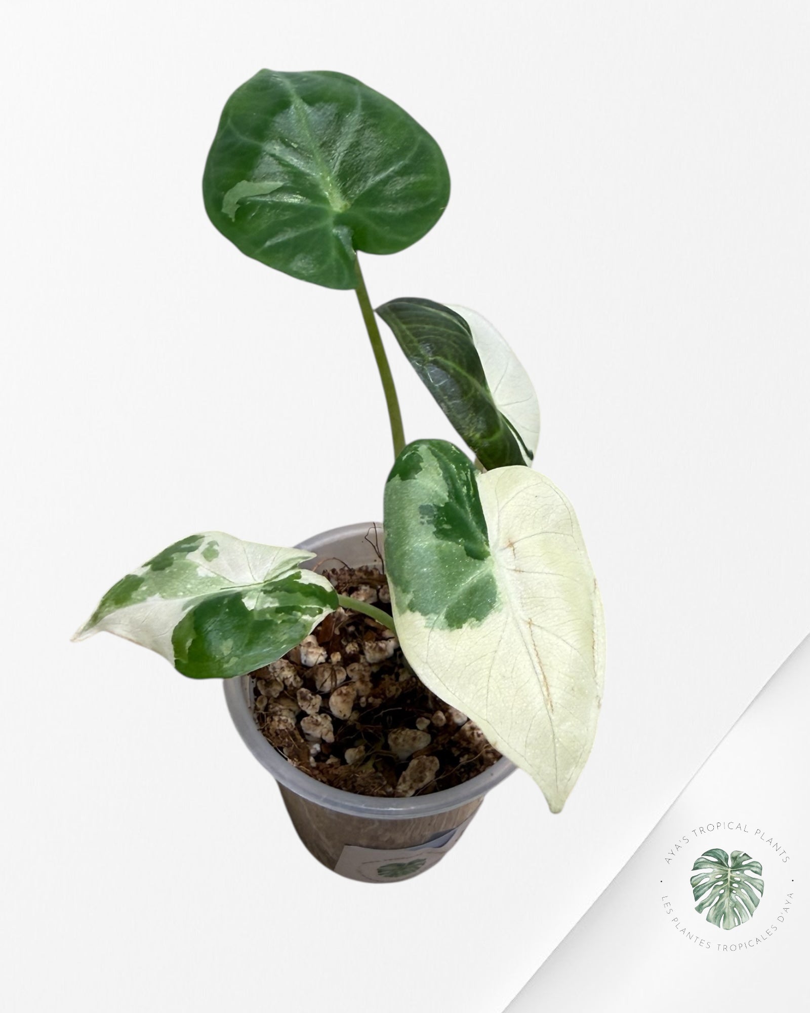 Alocasia Regal Shield Albo Variegated
