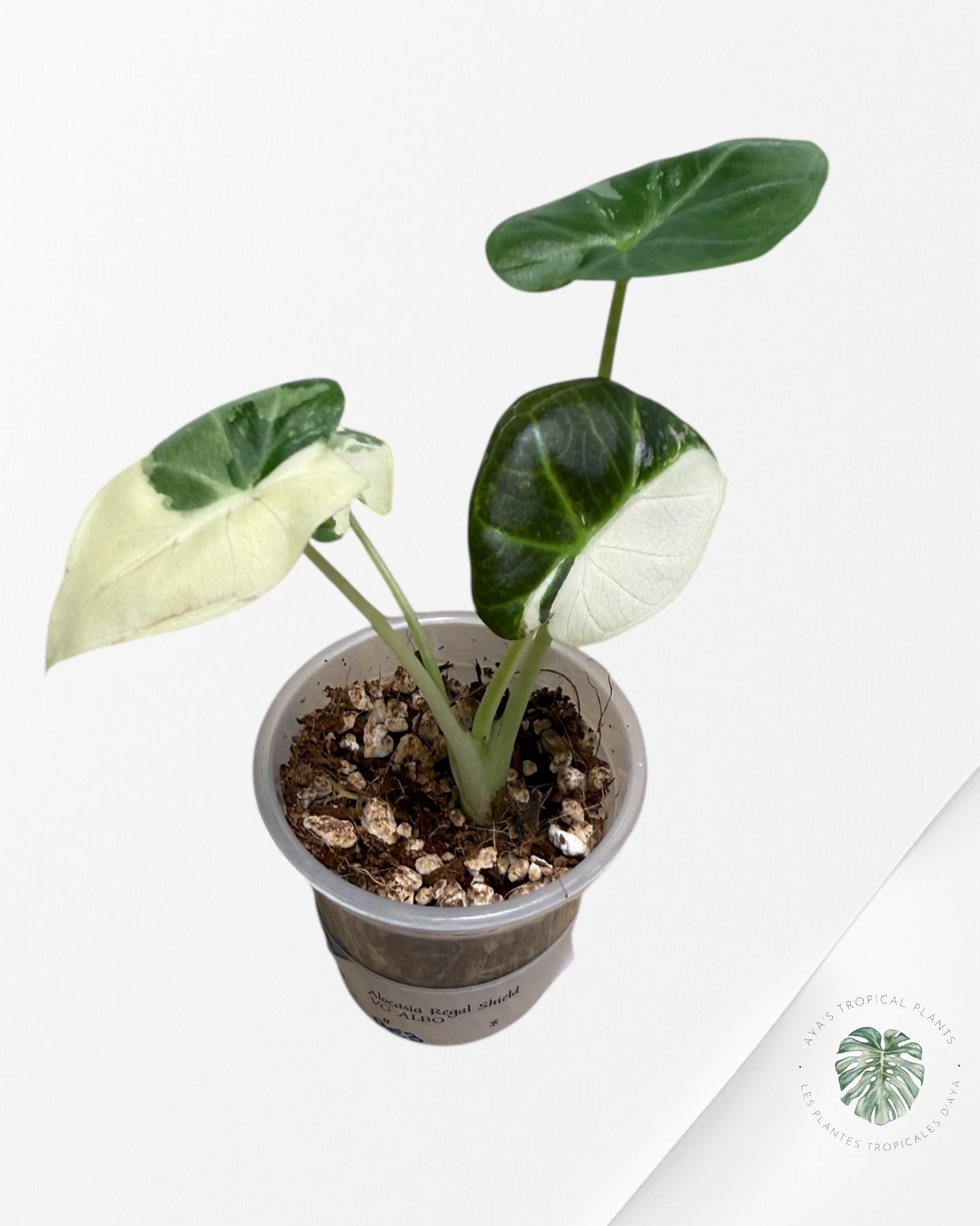 Alocasia Regal Shield Albo Variegated