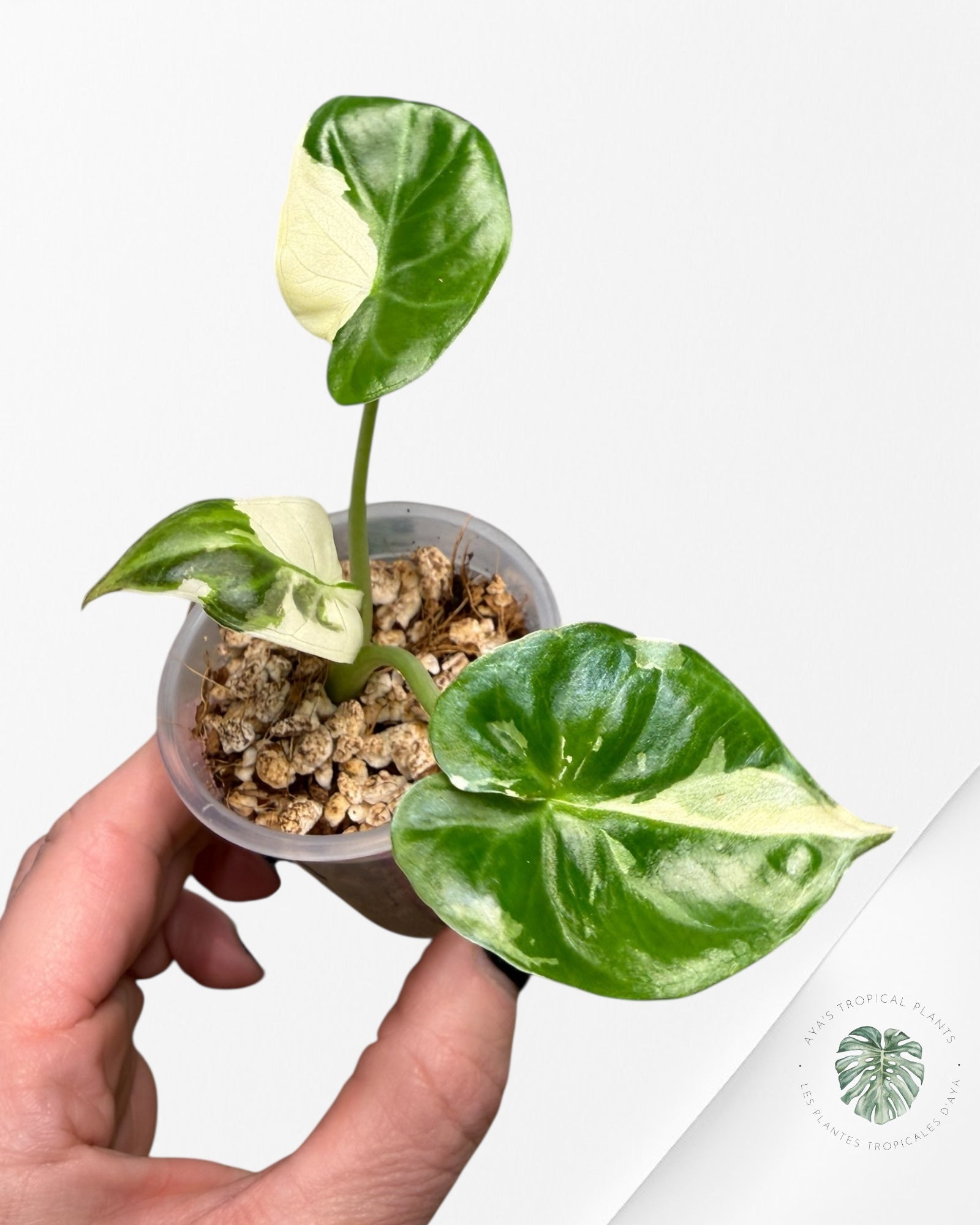 Alocasia Regal Shield Albo Variegated