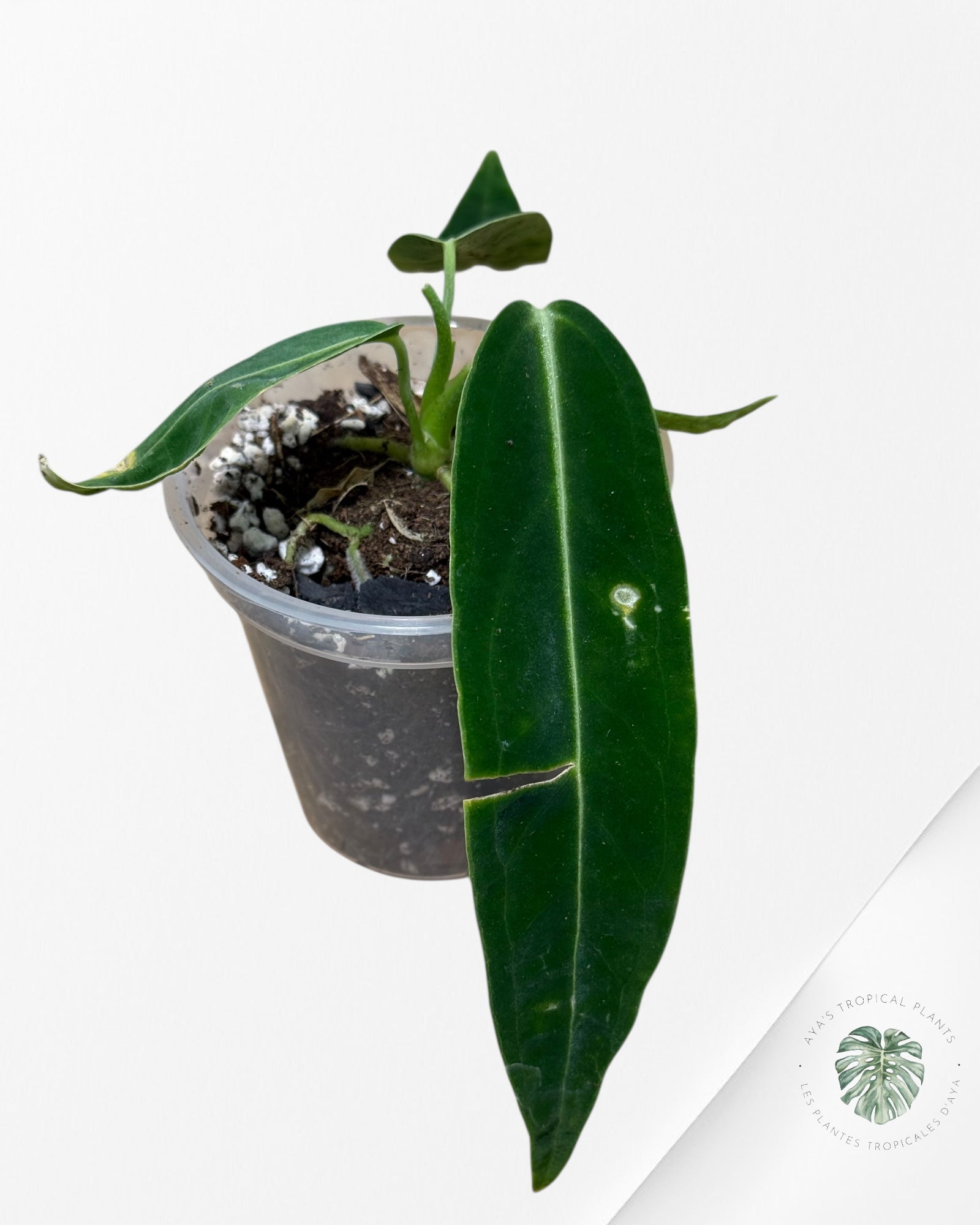 Anthurium Warocqueanum - 04A