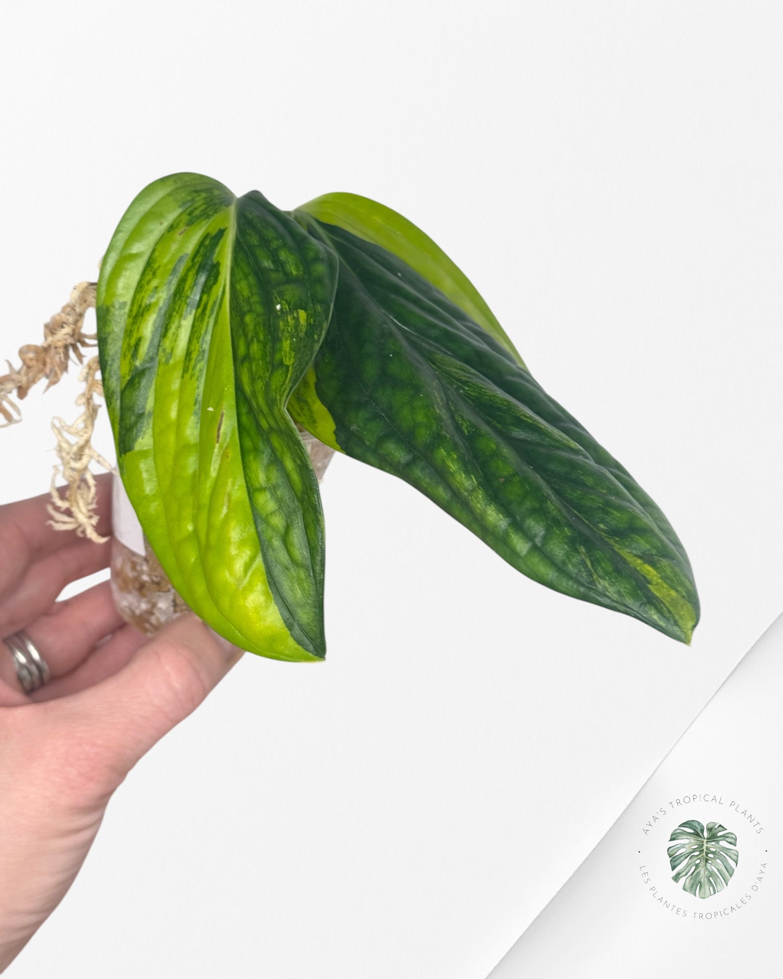 Monstera Pérou panaché