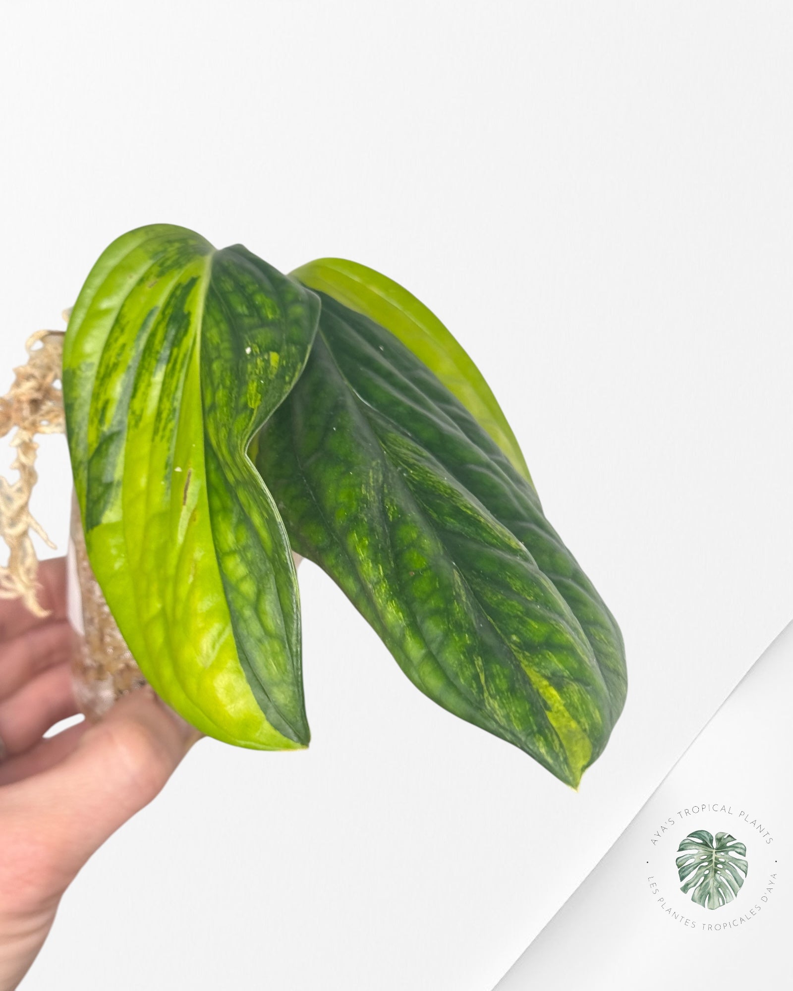 Monstera Pérou panaché