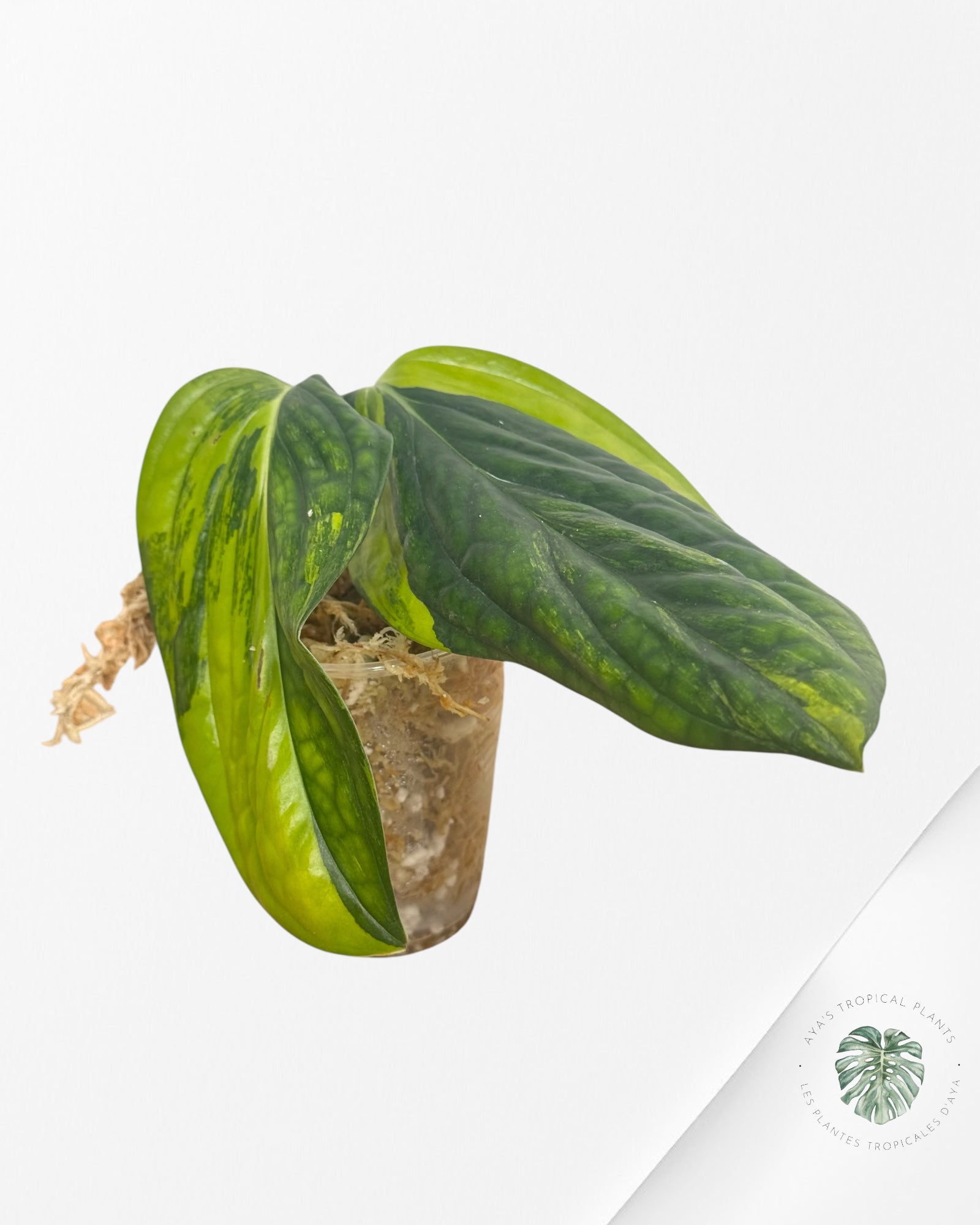 Monstera Pérou panaché