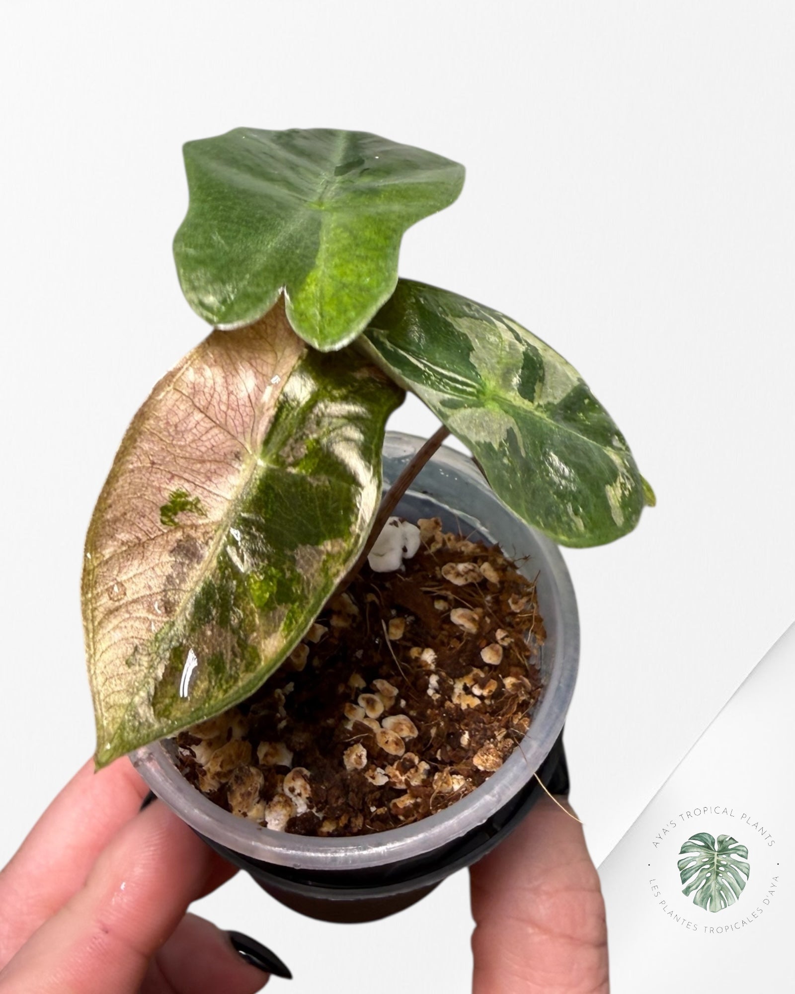 Alocasia Pseudo-Sanderiana Pink Variegated