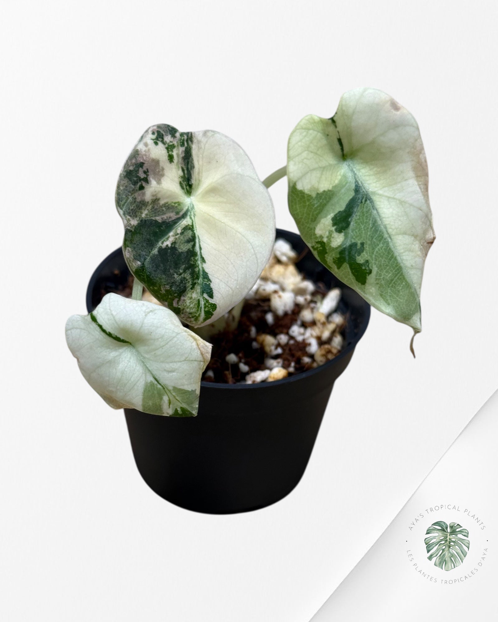 Alocasia Black Velvet Pink Variegated - 22C