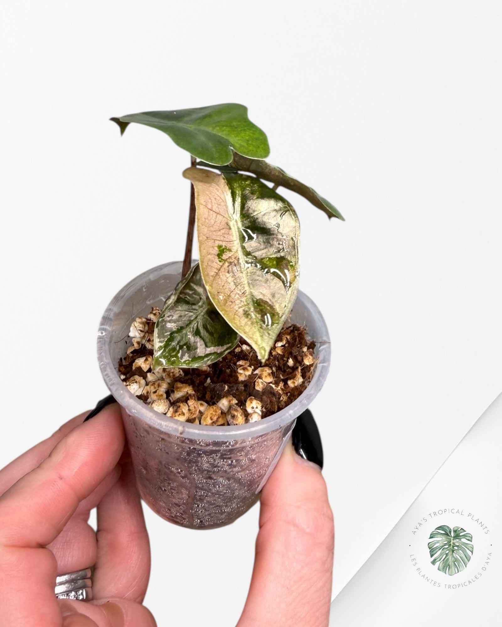 Alocasia Pseudo-Sanderiana Pink Variegated