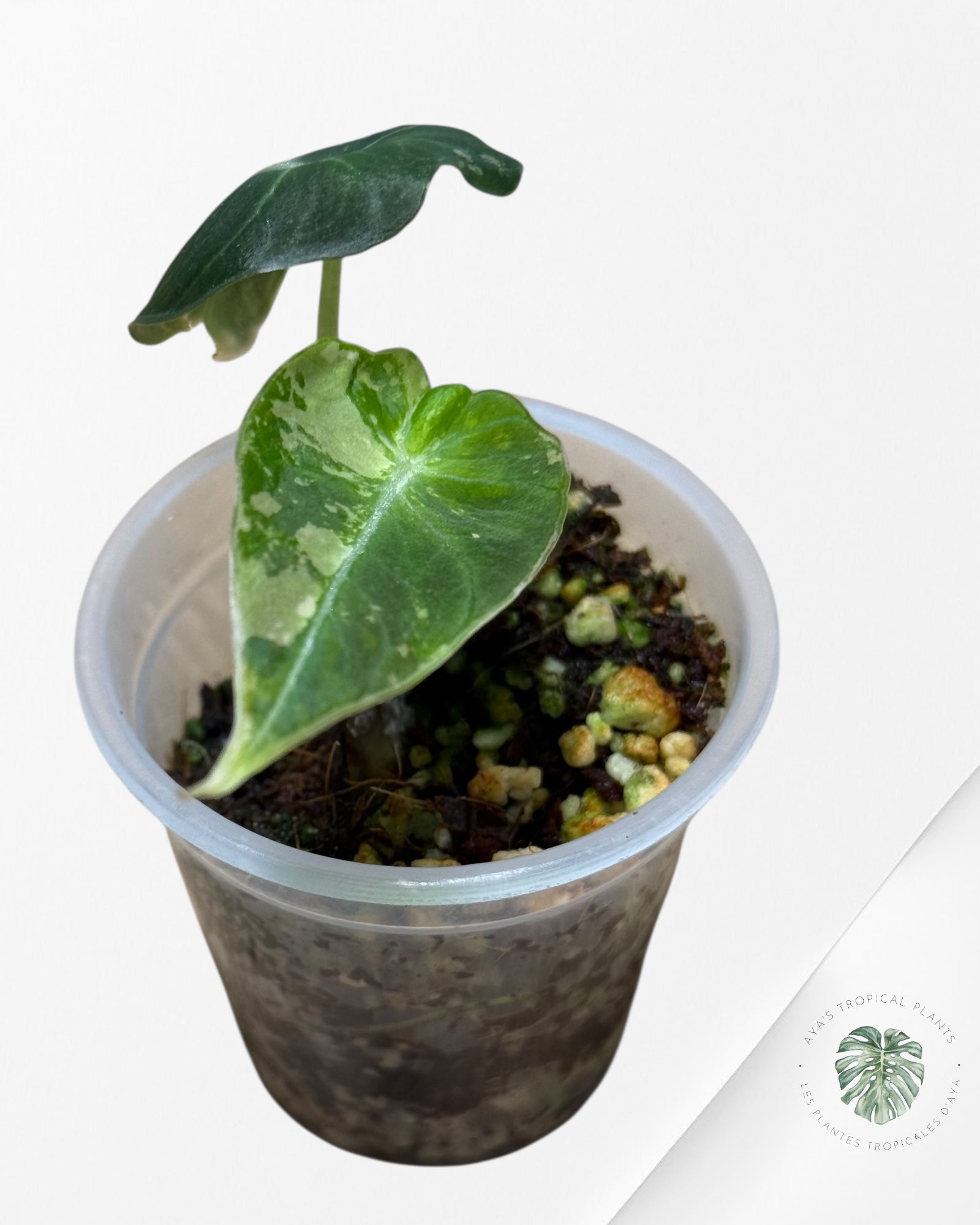 Alocasia Black Velvet Pink Variegated - 22D