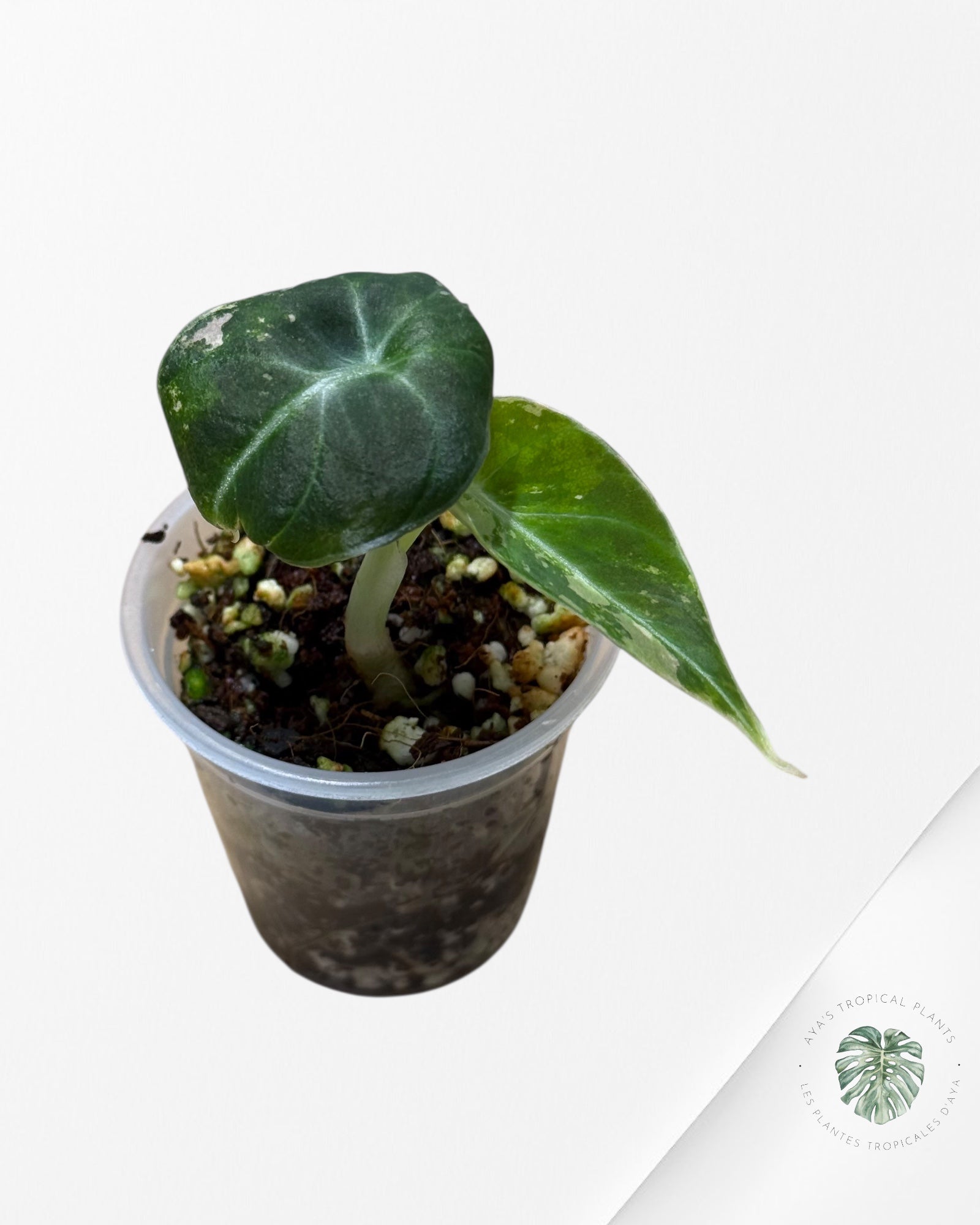 Alocasia Black Velvet Pink Variegated - 22D