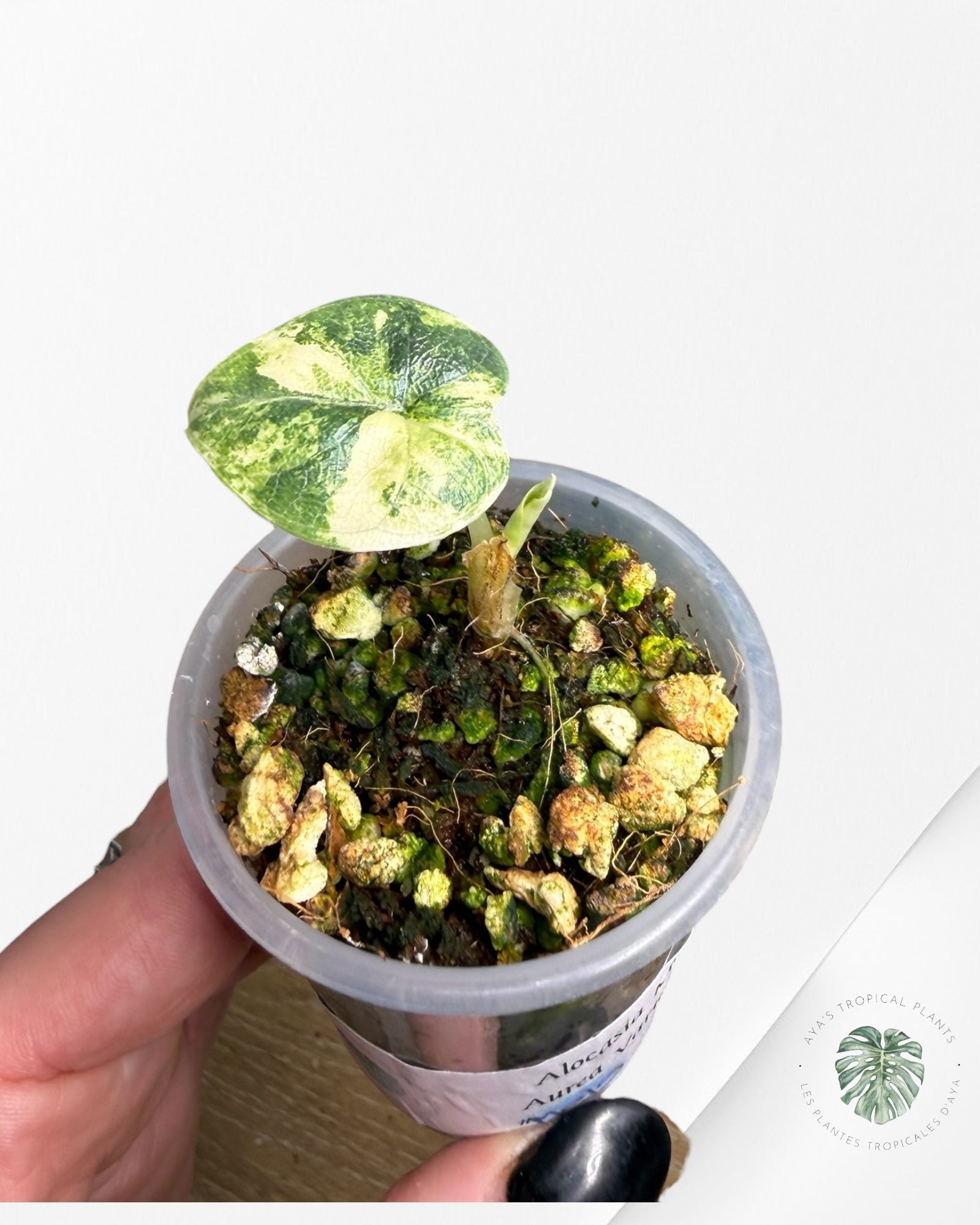 Alocasia Melo Variegated Aurea| Rare TC Plant| Aya's Tropical Plants