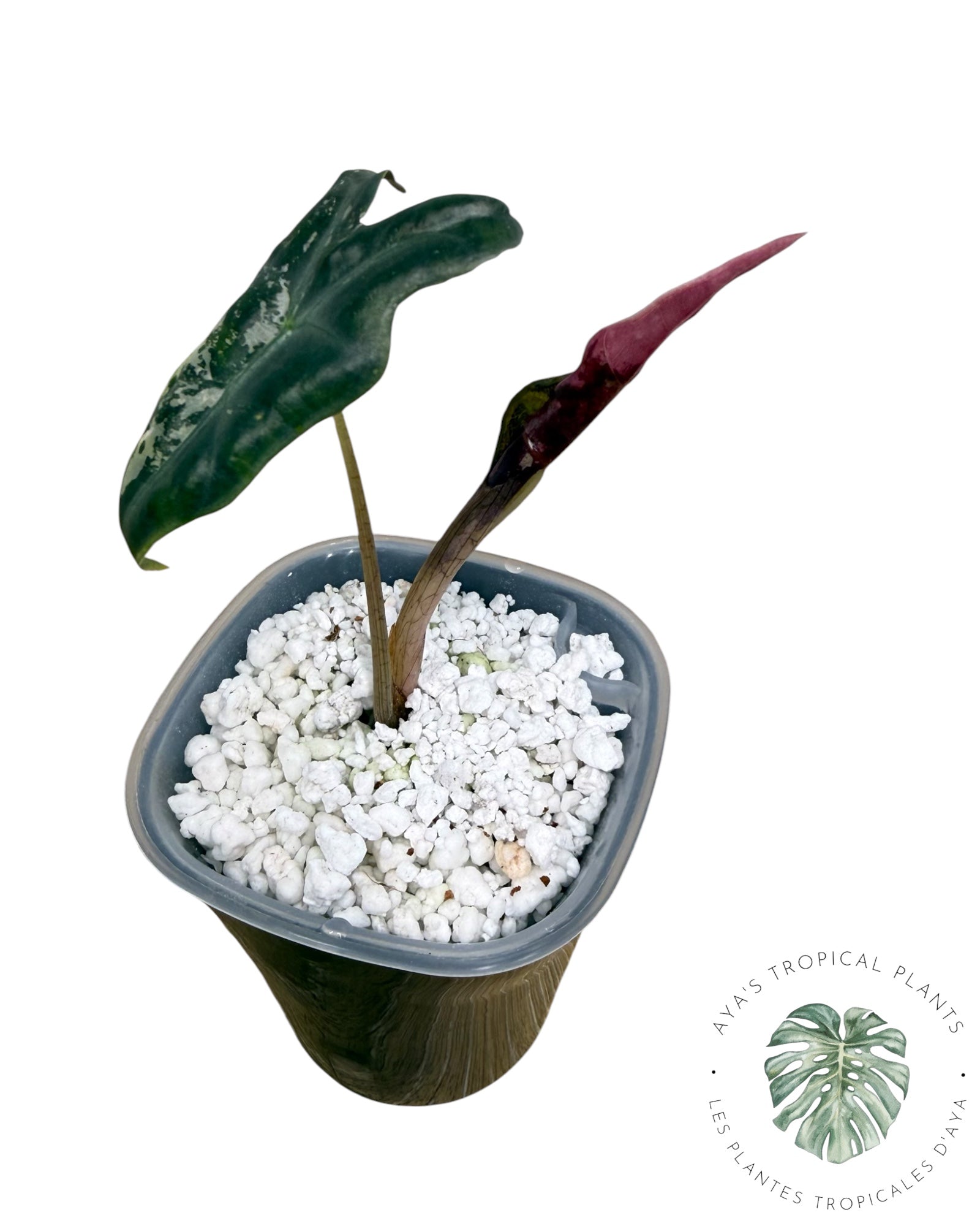 Alocasia Nobilis Pink Variegated