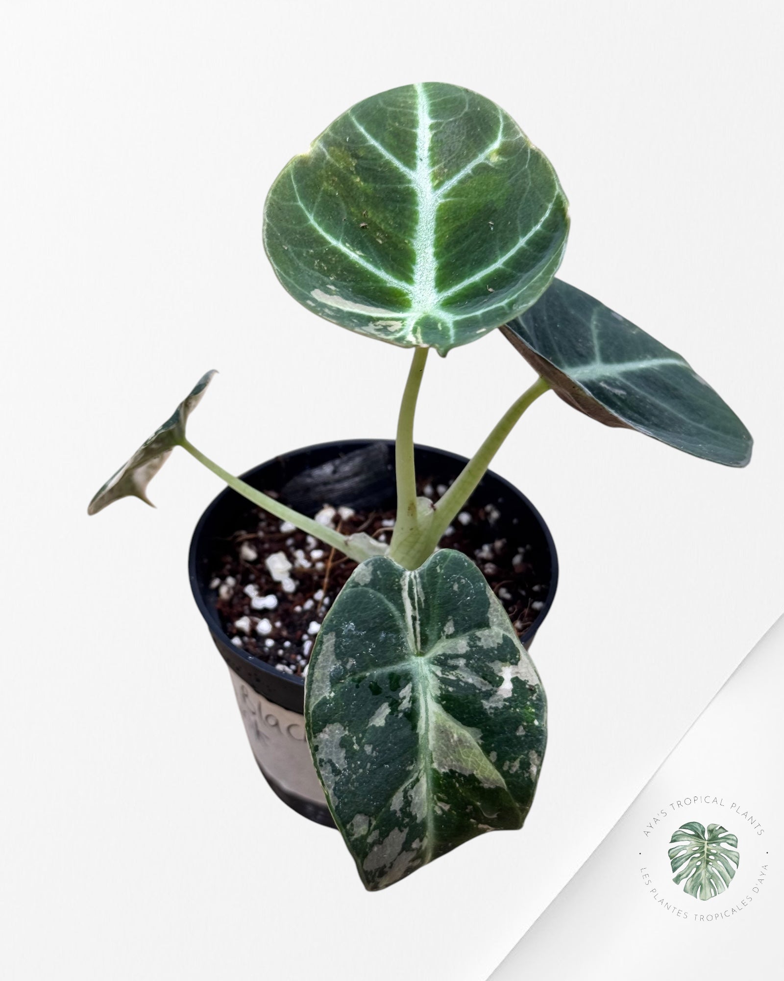 Alocasia Black Velvet Pink - 66