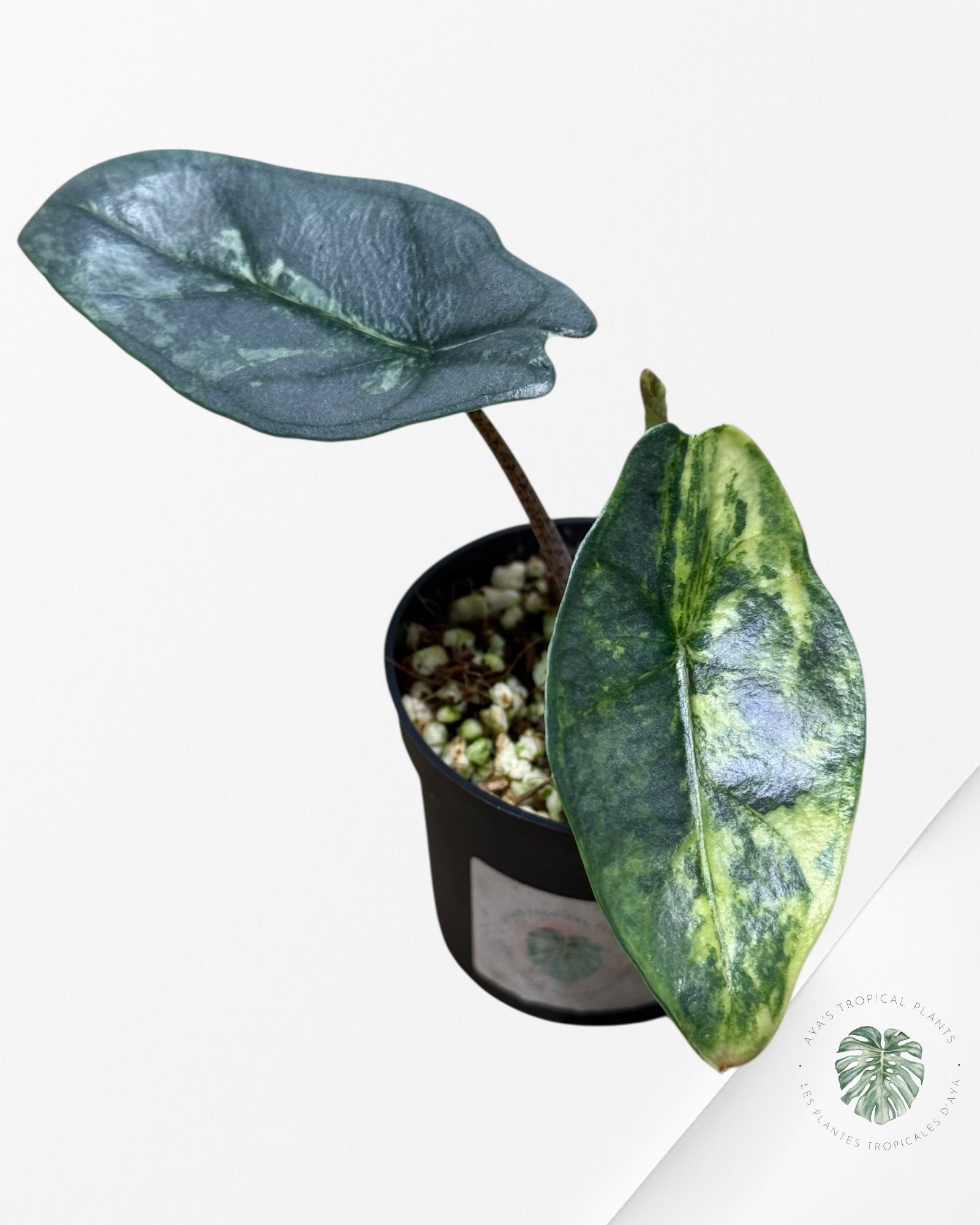 Alocasia Heterophylla Metallic Blue Variegated - 110