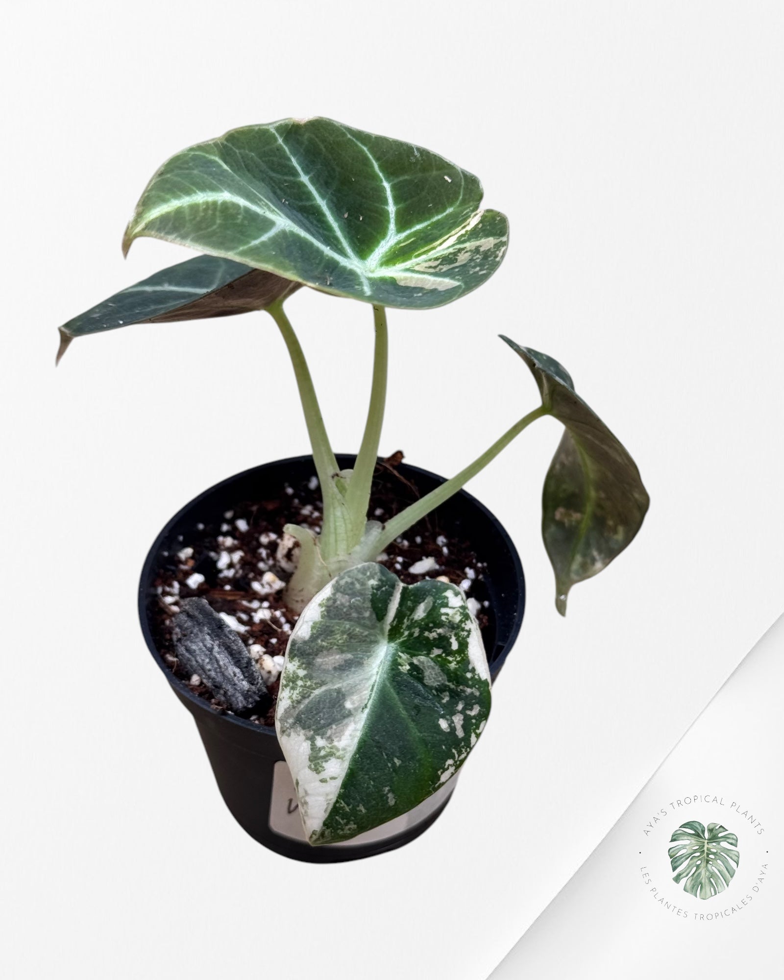 Alocasia Black Velvet Pink - 66