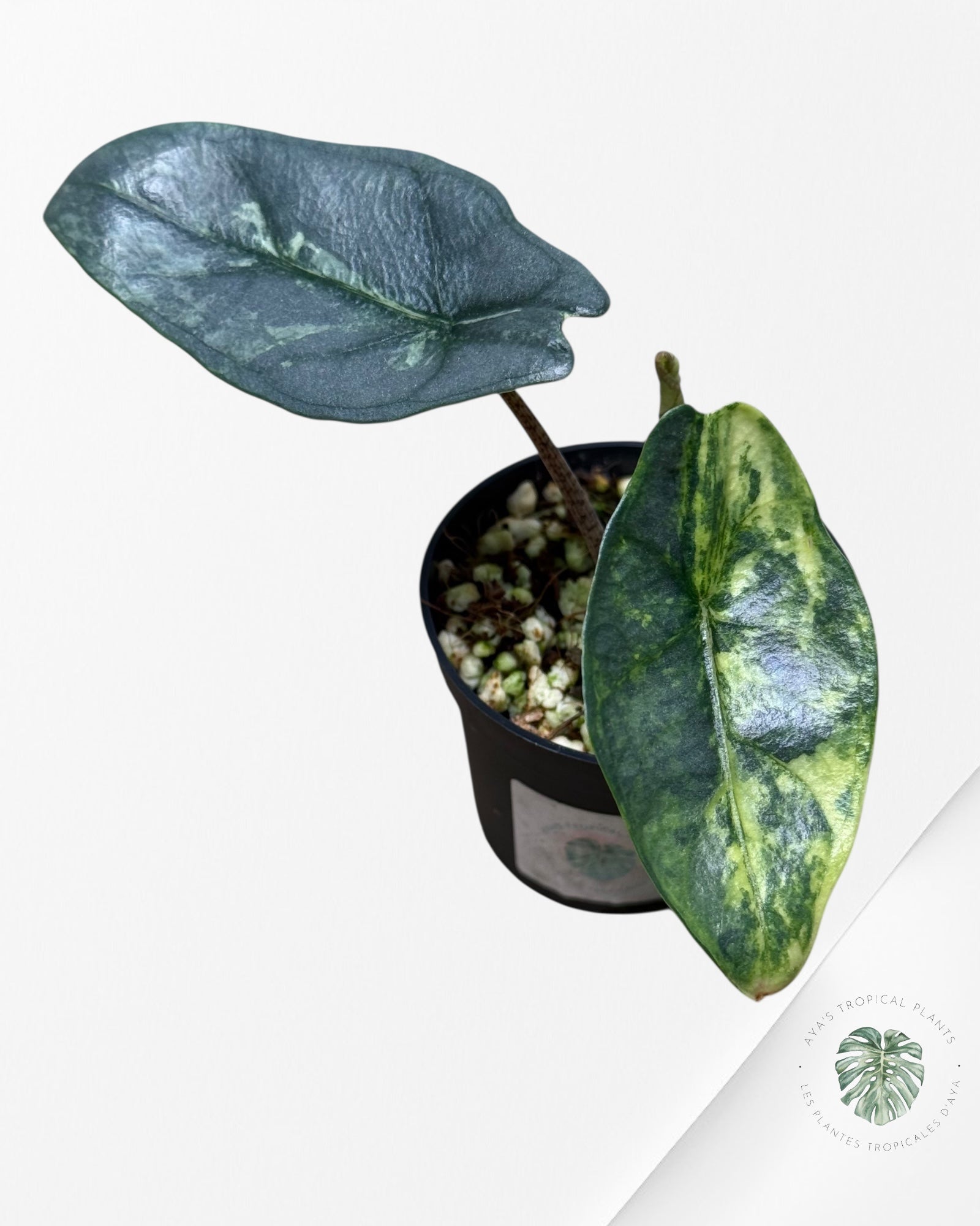 Alocasia Heterophylla Metallic Blue Variegated - 110