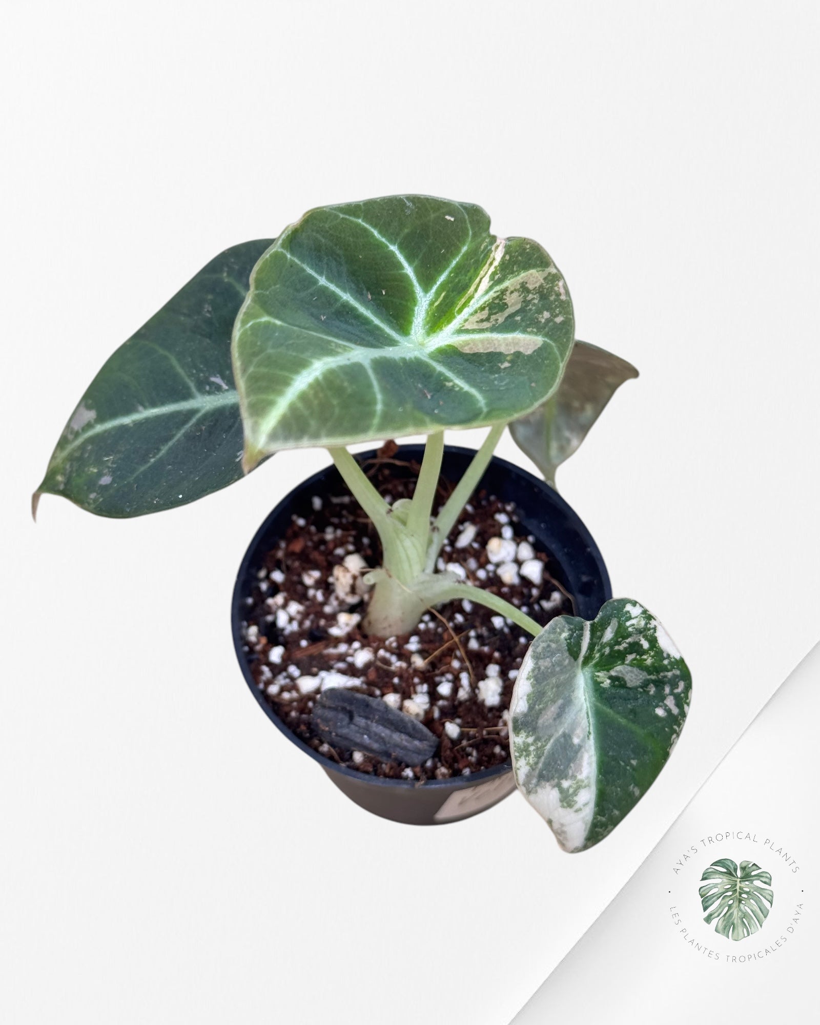Alocasia Black Velvet Pink - 66