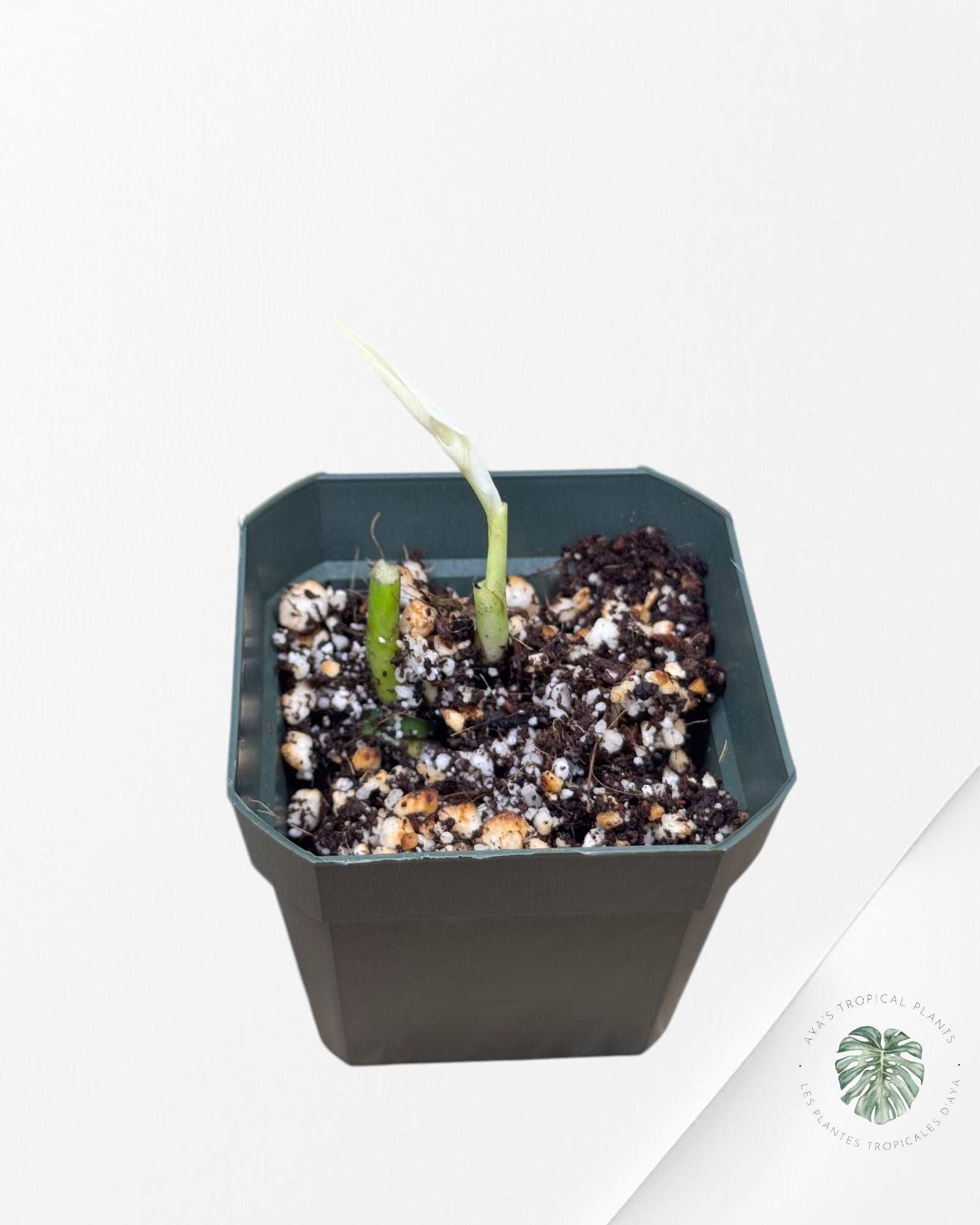 Monstera Laniata menthe