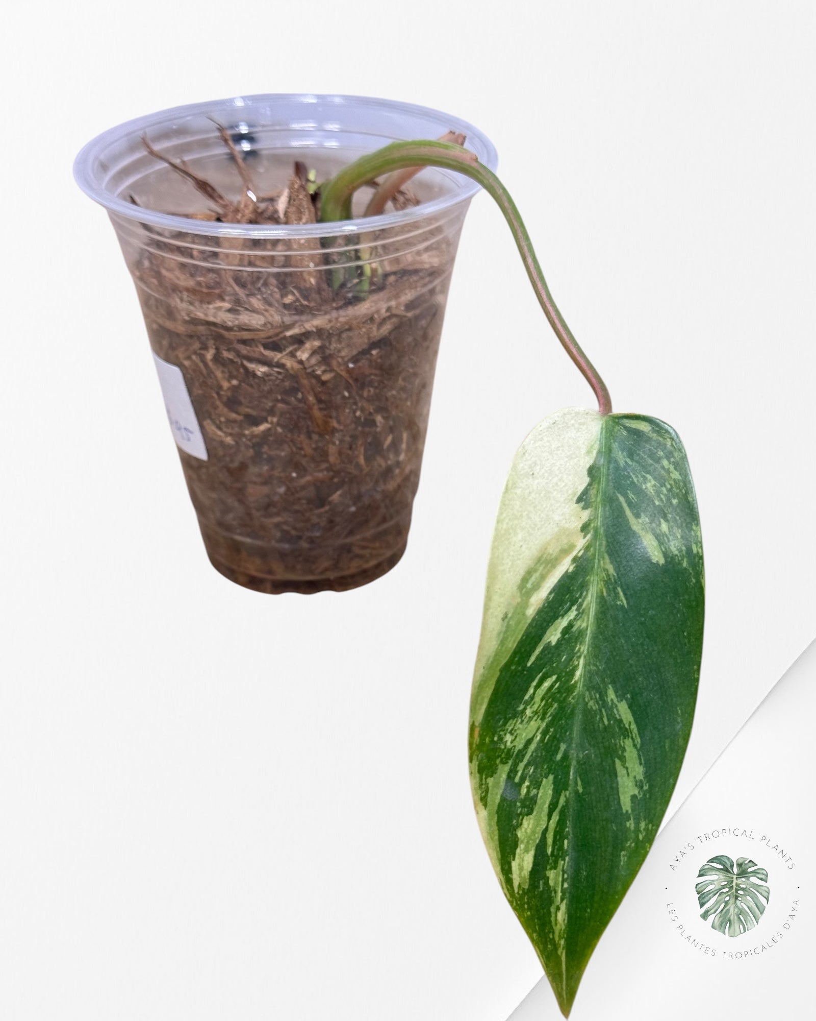 Philodendron Temptation Variegated -Z