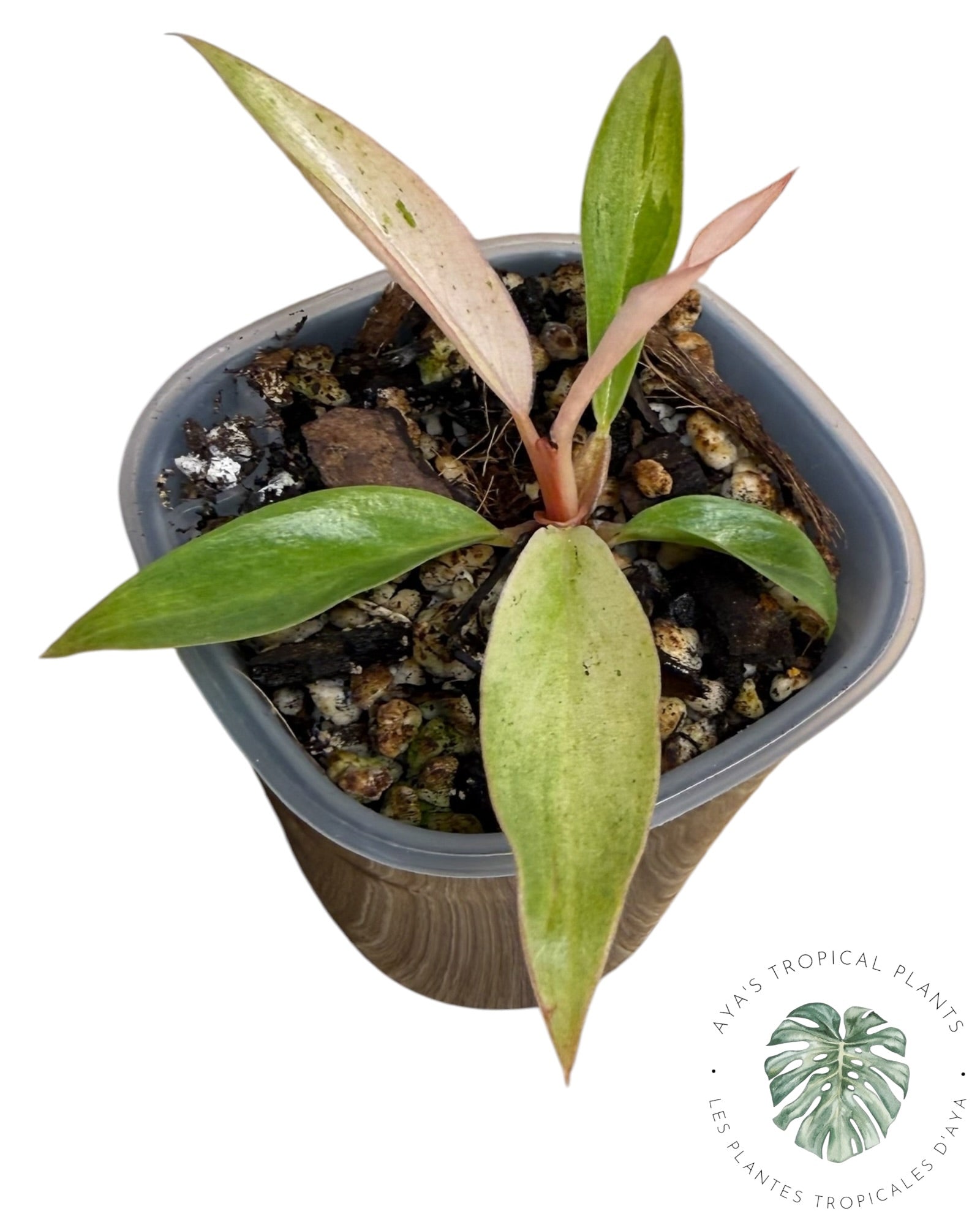 Philodendron Strawberry Caramel Variegated