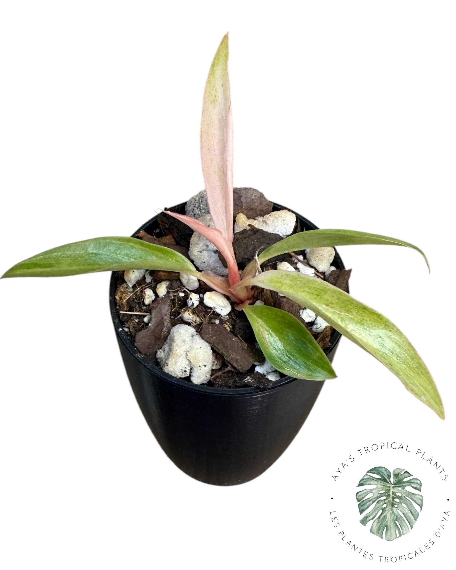 Philodendron Strawberry Caramel Variegated