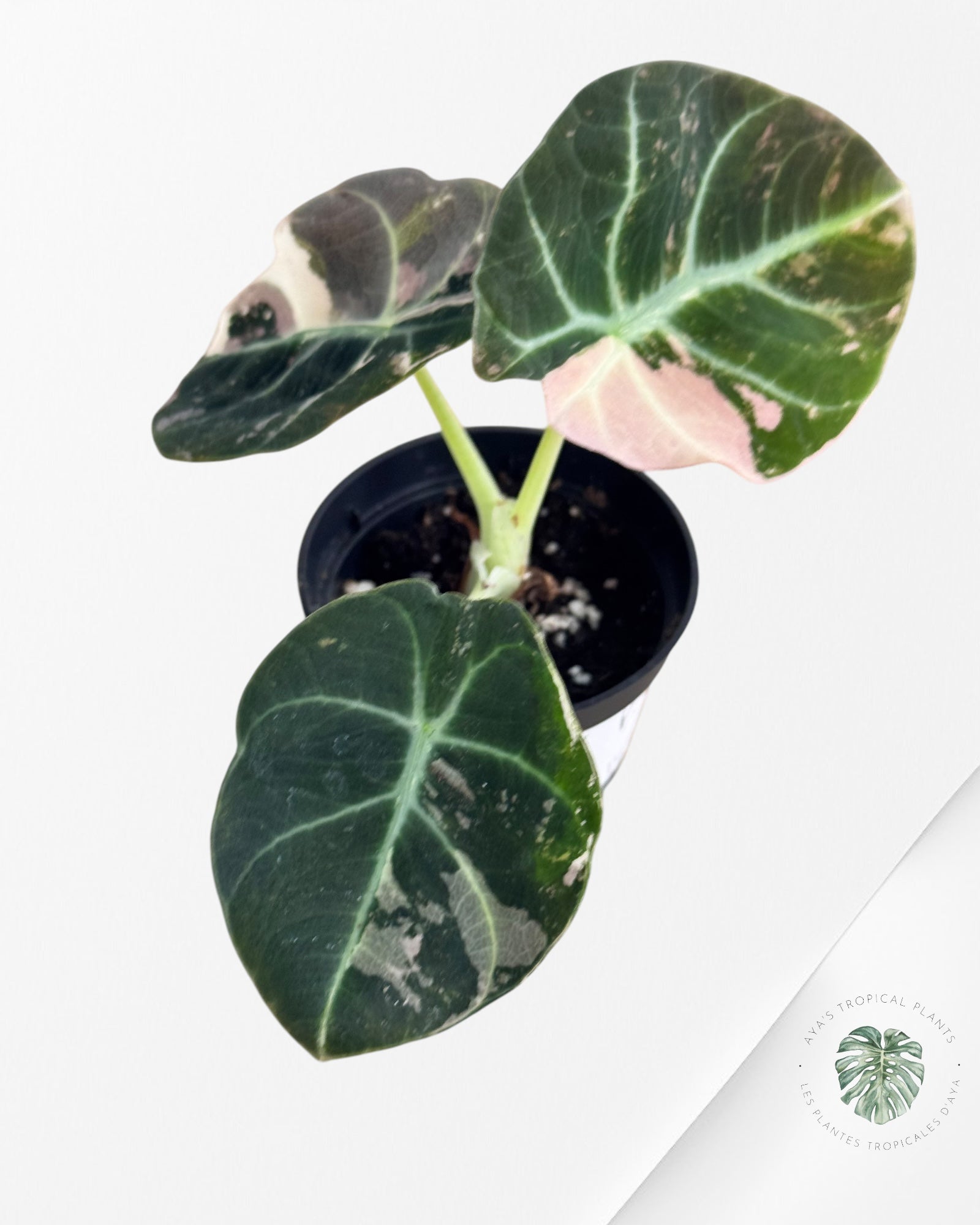 Alocasia Black Velvet Pink - P3