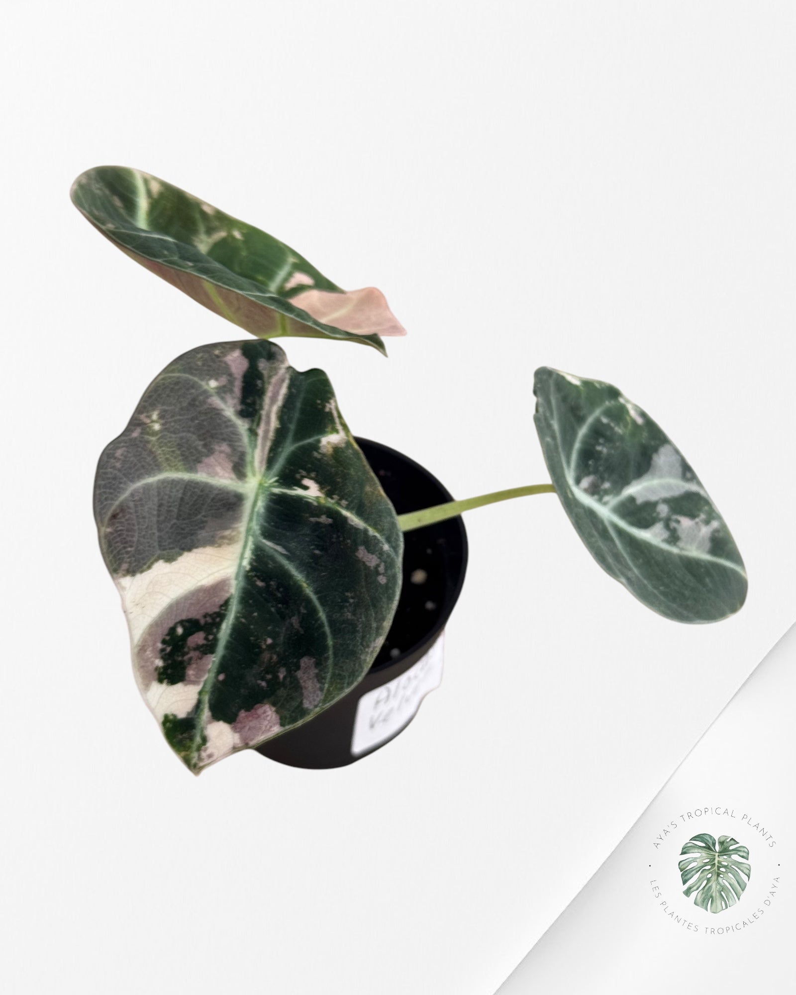 Alocasia Black Velvet Pink - P3