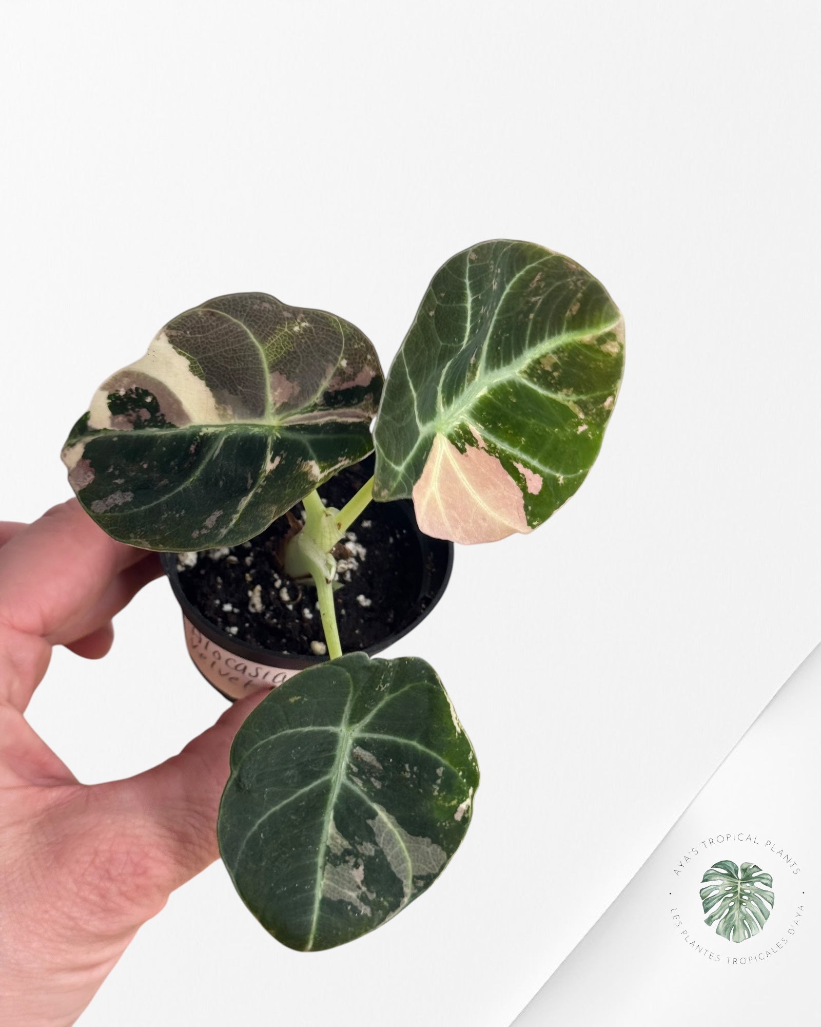 Alocasia Black Velvet Pink - P3