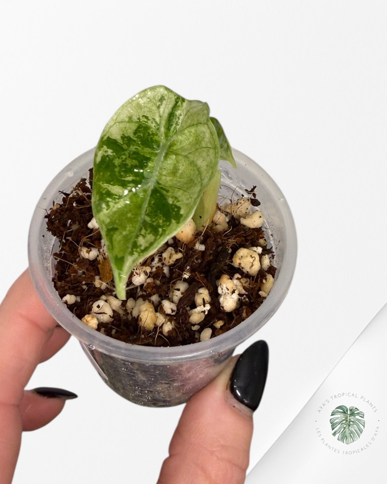 Alocasia Watsoniana Doff. Pink Variegated