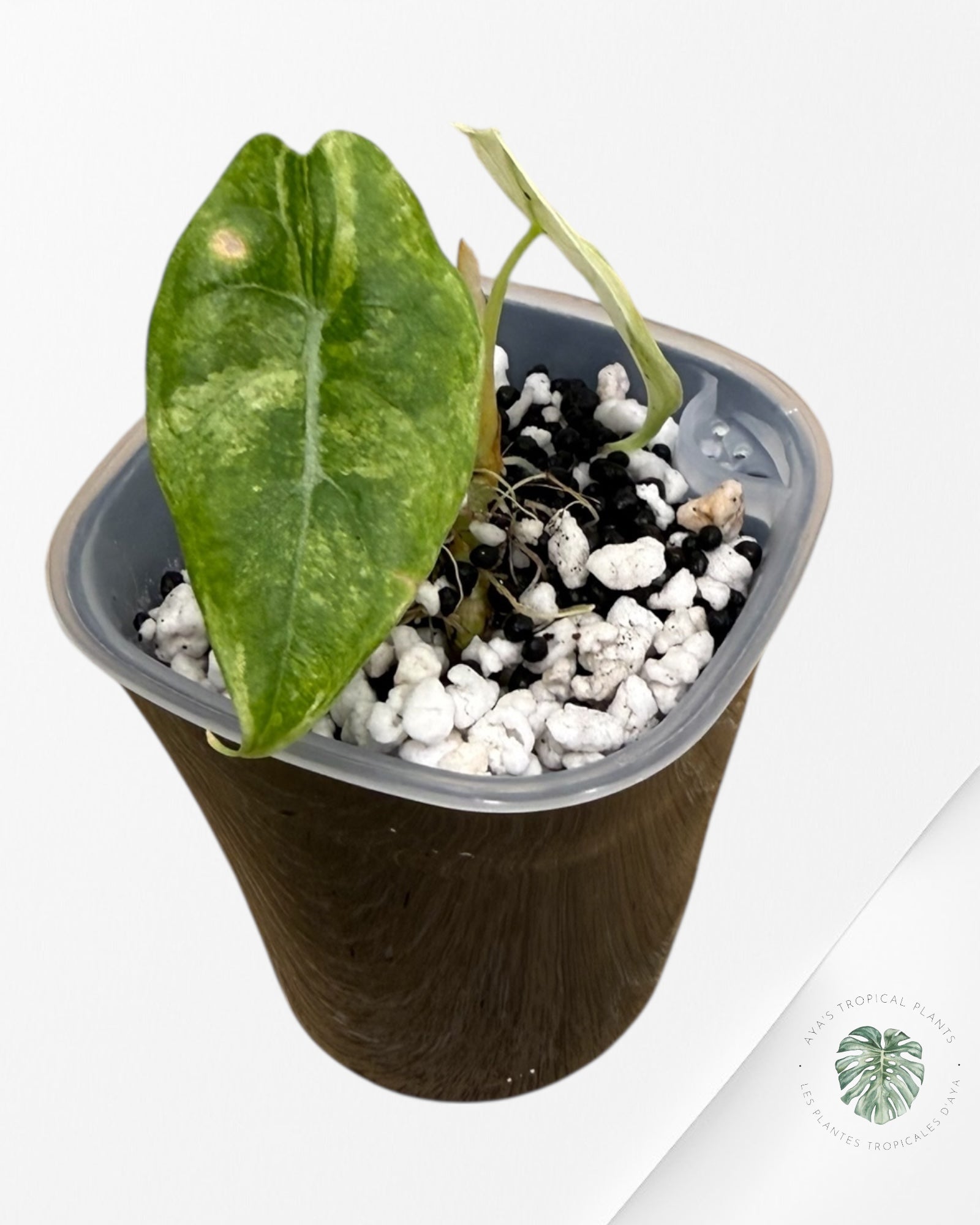 Alocasia Watsoniana Glossy Pink Variegated